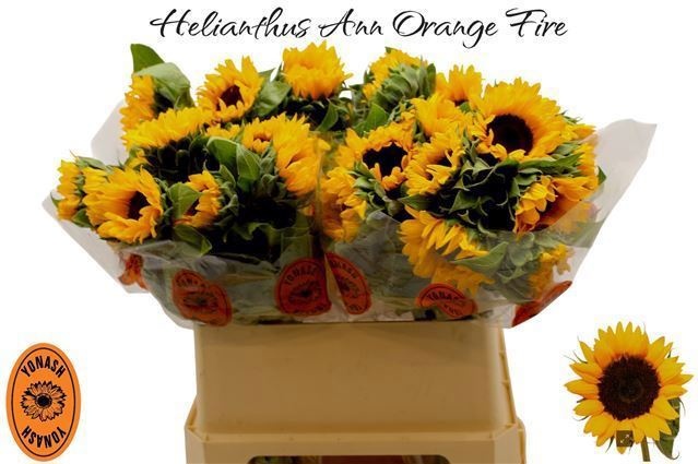 Helian An Orange Fir 70cm