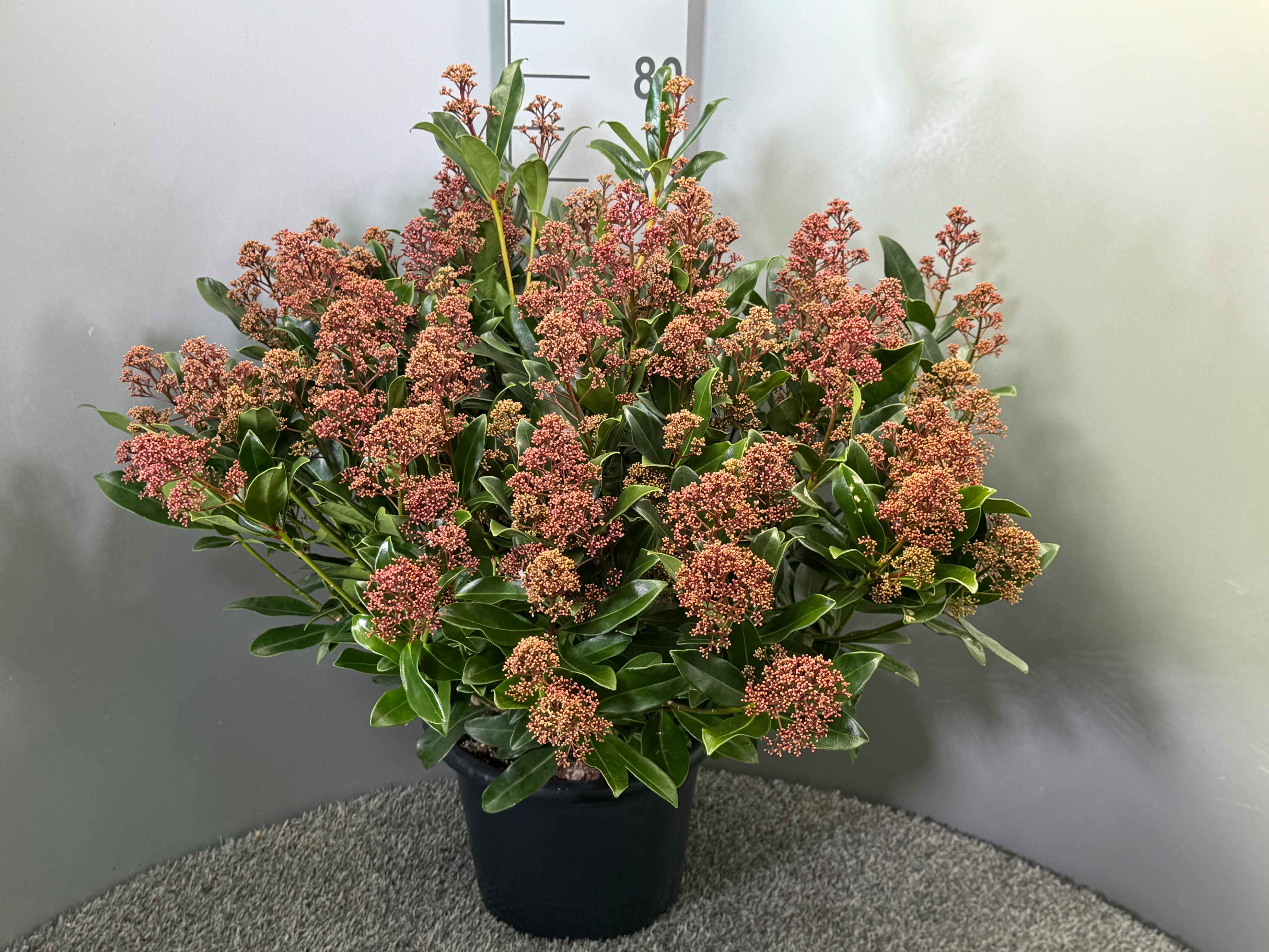 Picture of Skimmia japonica Rubesta Optima P29 (10 Ltr) (LOOSE)