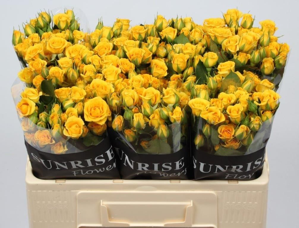 Rosa Spr Yellow Babe 50cm