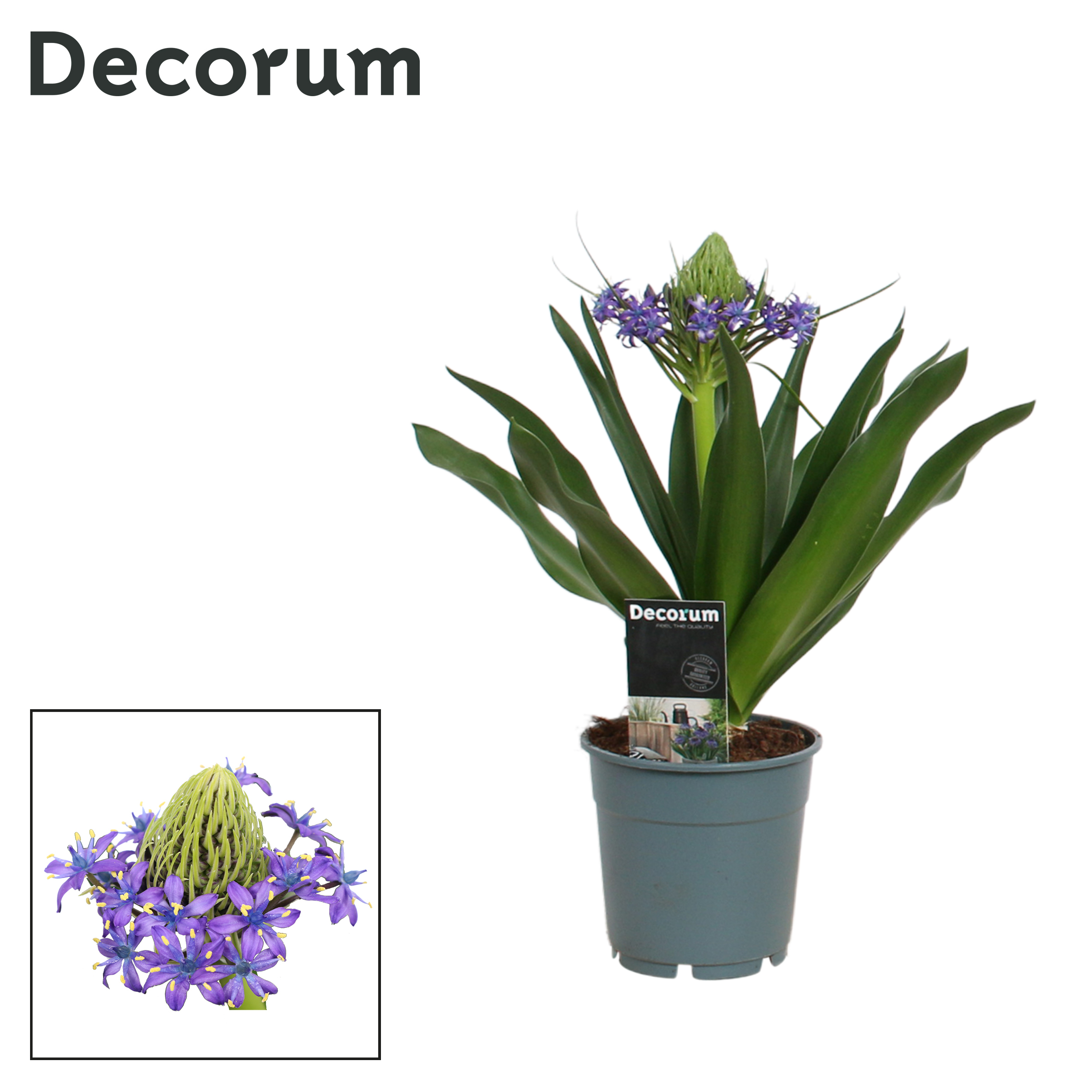 Picture of Scilla Peruviana (Decorum) P12 30CM