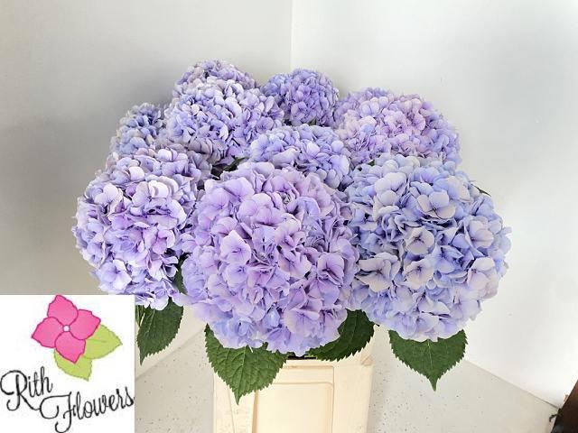 Hydrangea Royal Grandeu 60cm 20Ø