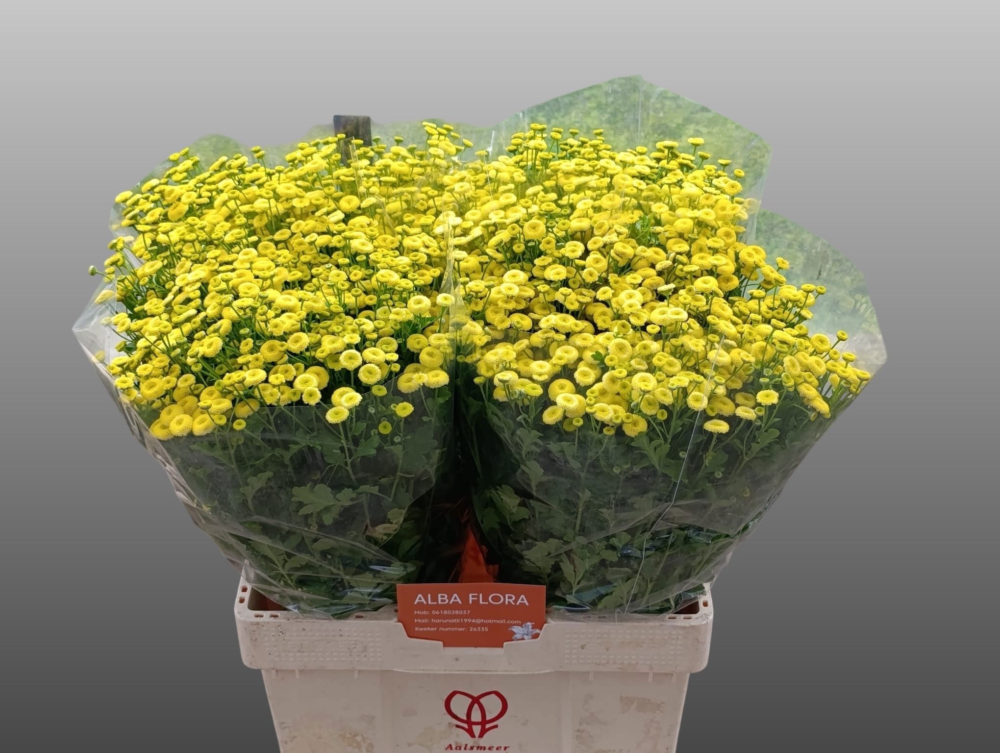 Tanacetum Amazone 60cm