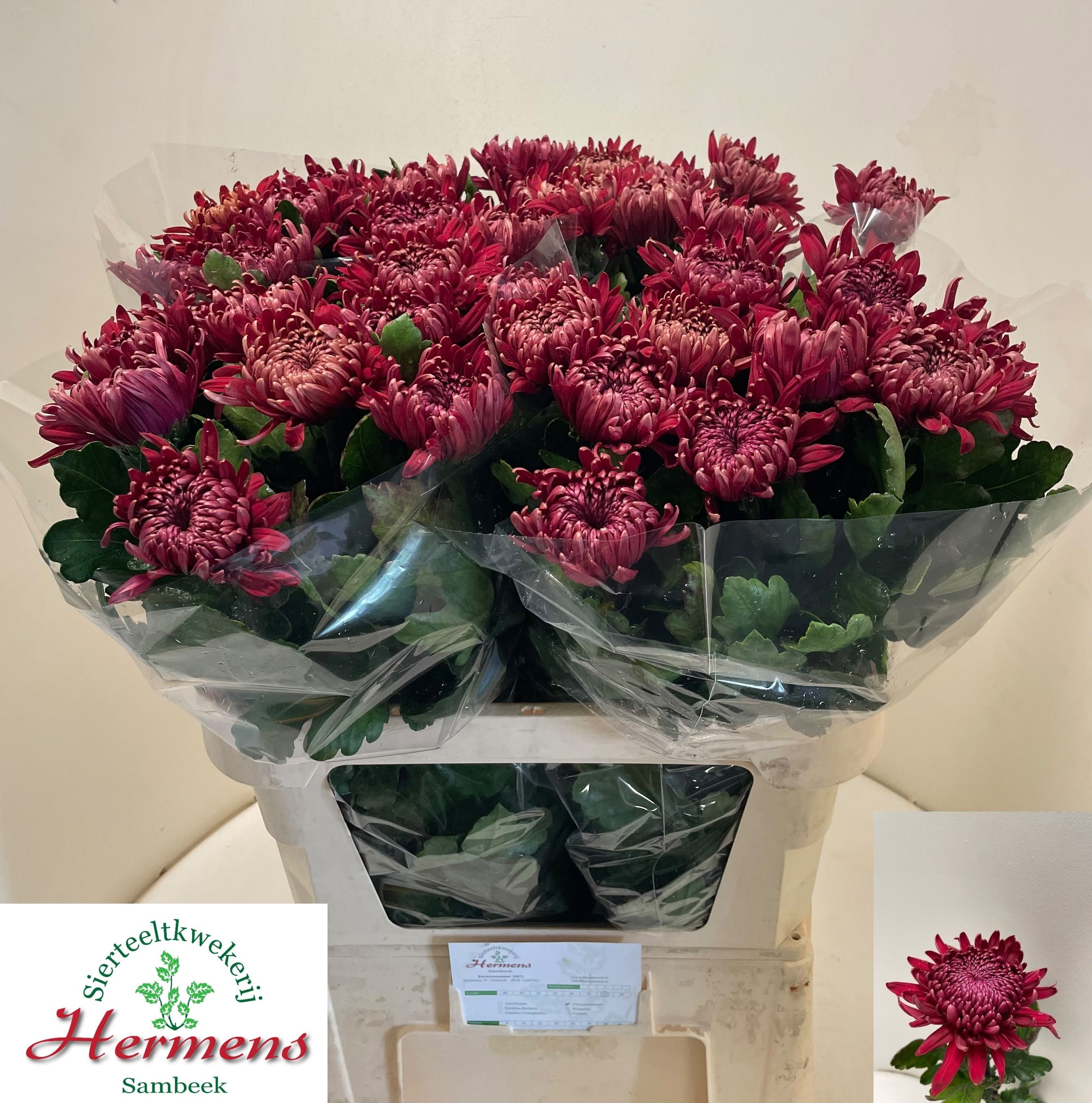 Chr G Regalm Rood