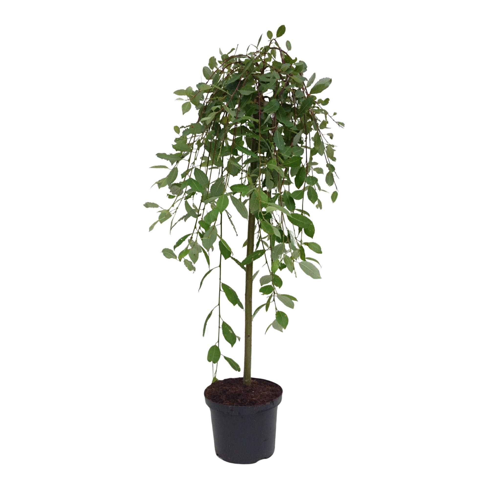 Salix caprea 'Kilmarnock' stam