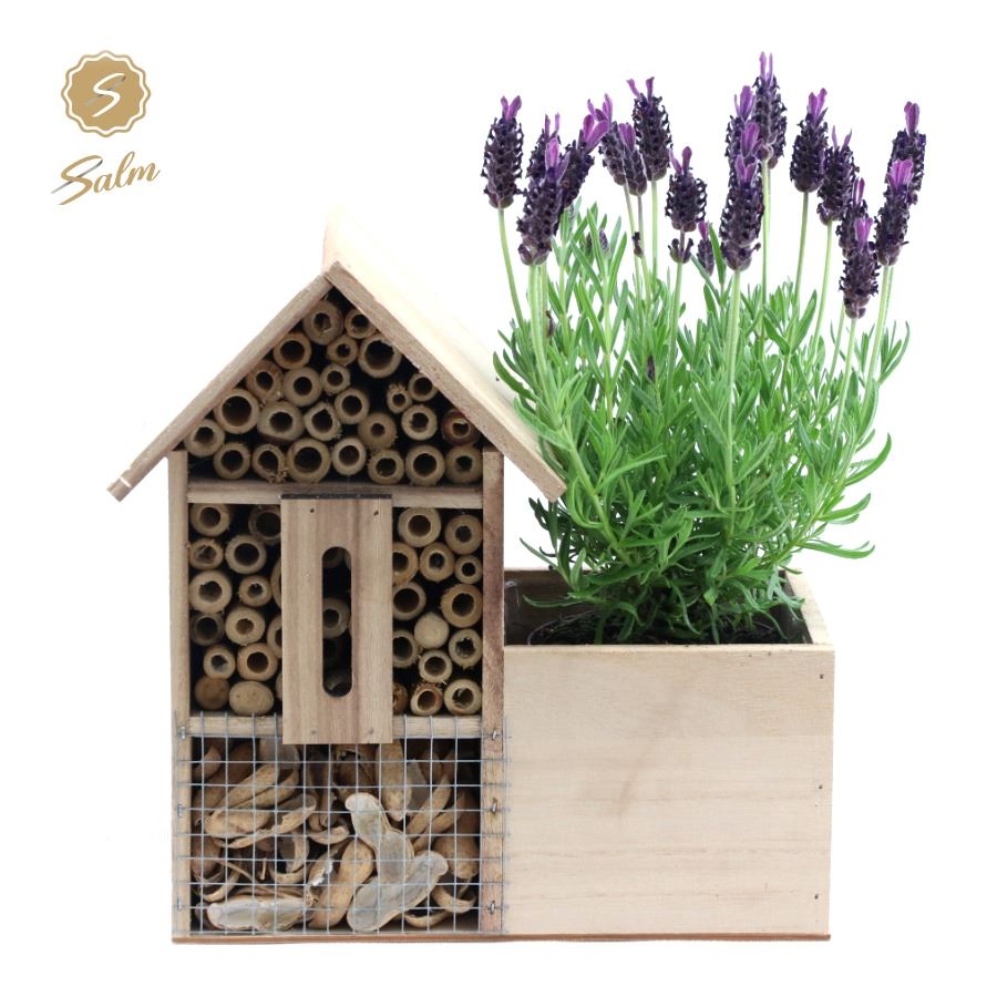 Picture of Lavandula st. 'Anouk'® Collection P10,5 in Insect Hotel