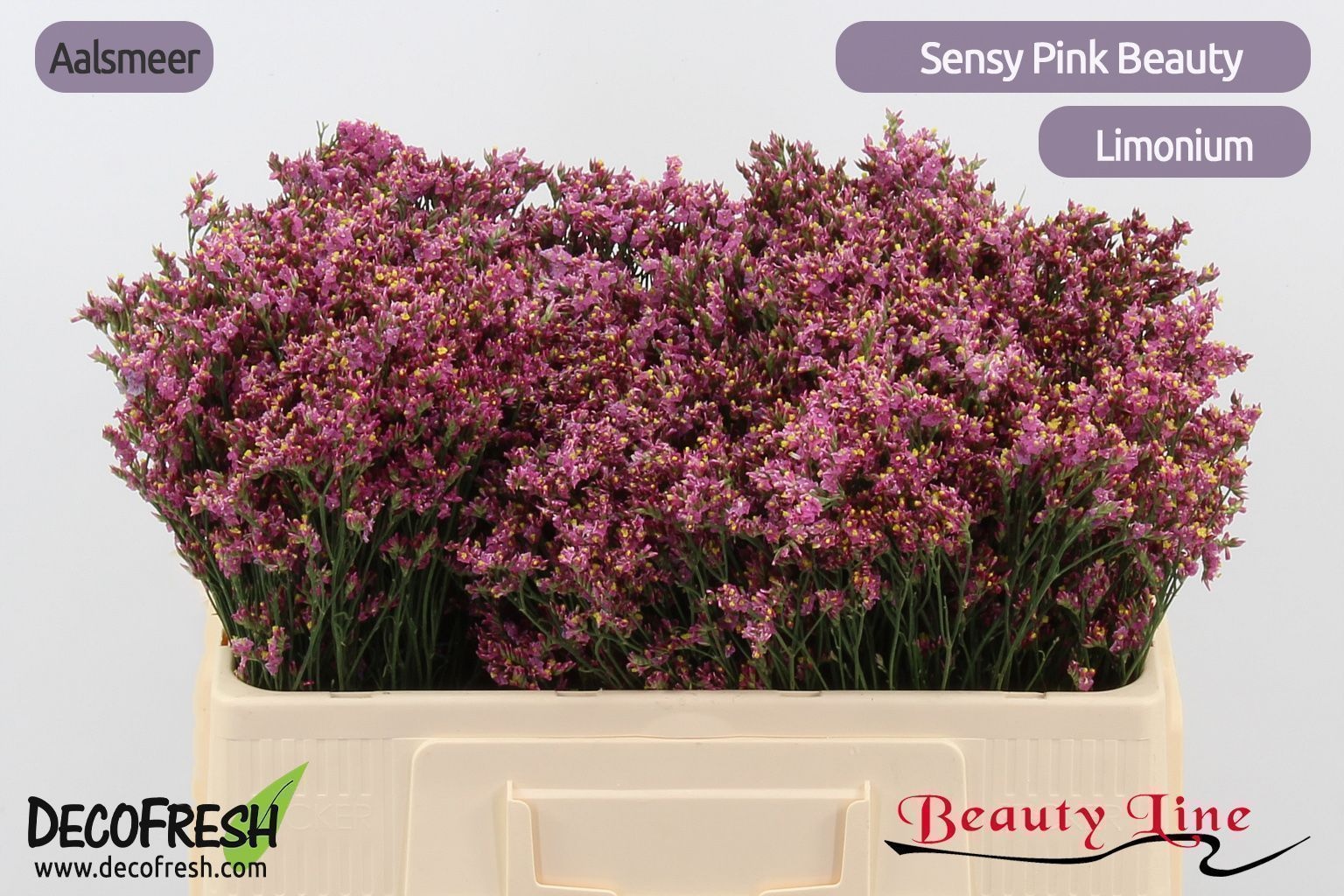 Lim Sin Sen Pin Beau 50cm 14gram