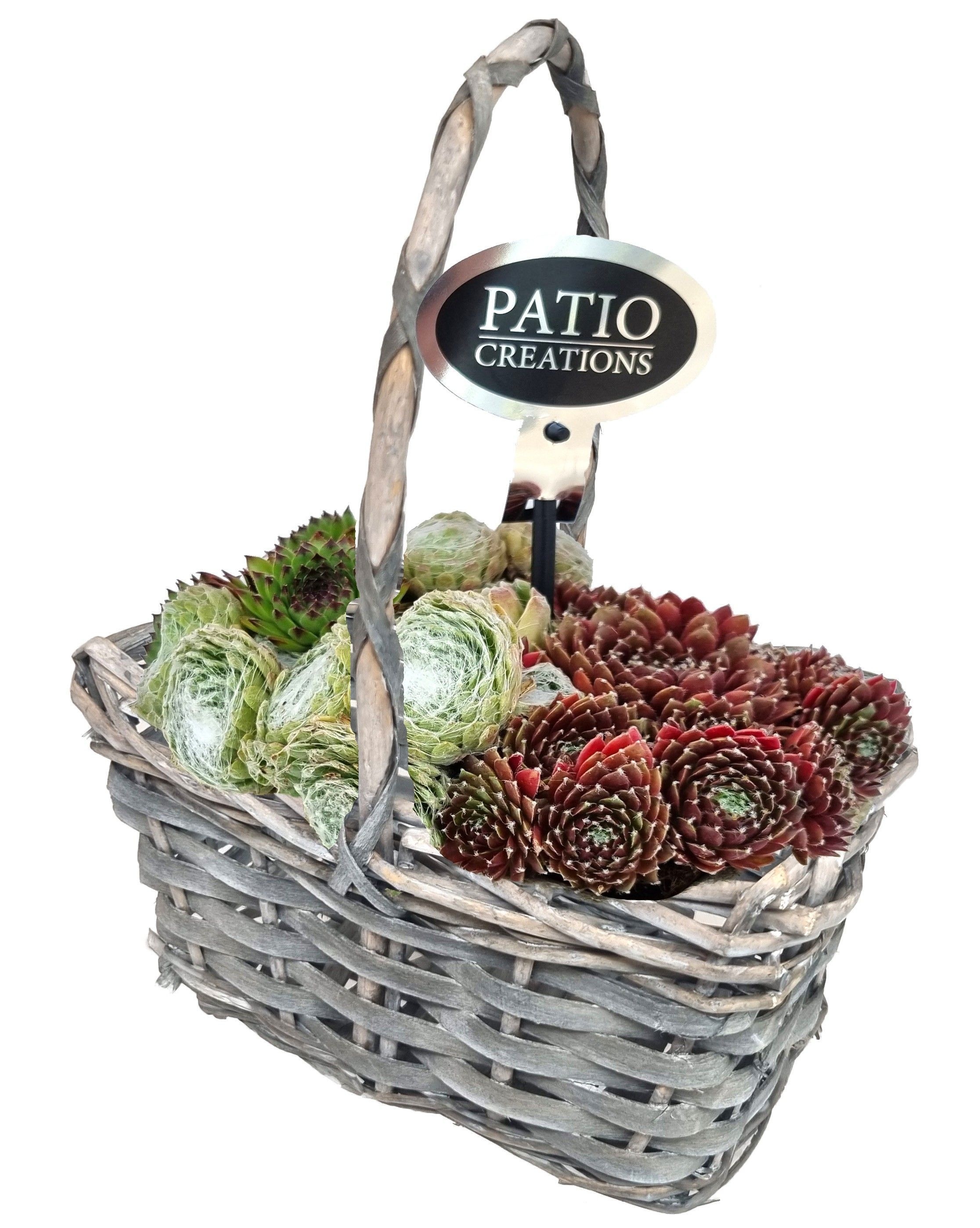 Sempervivum SE520-9001 Sempervivum hengselmand wilg