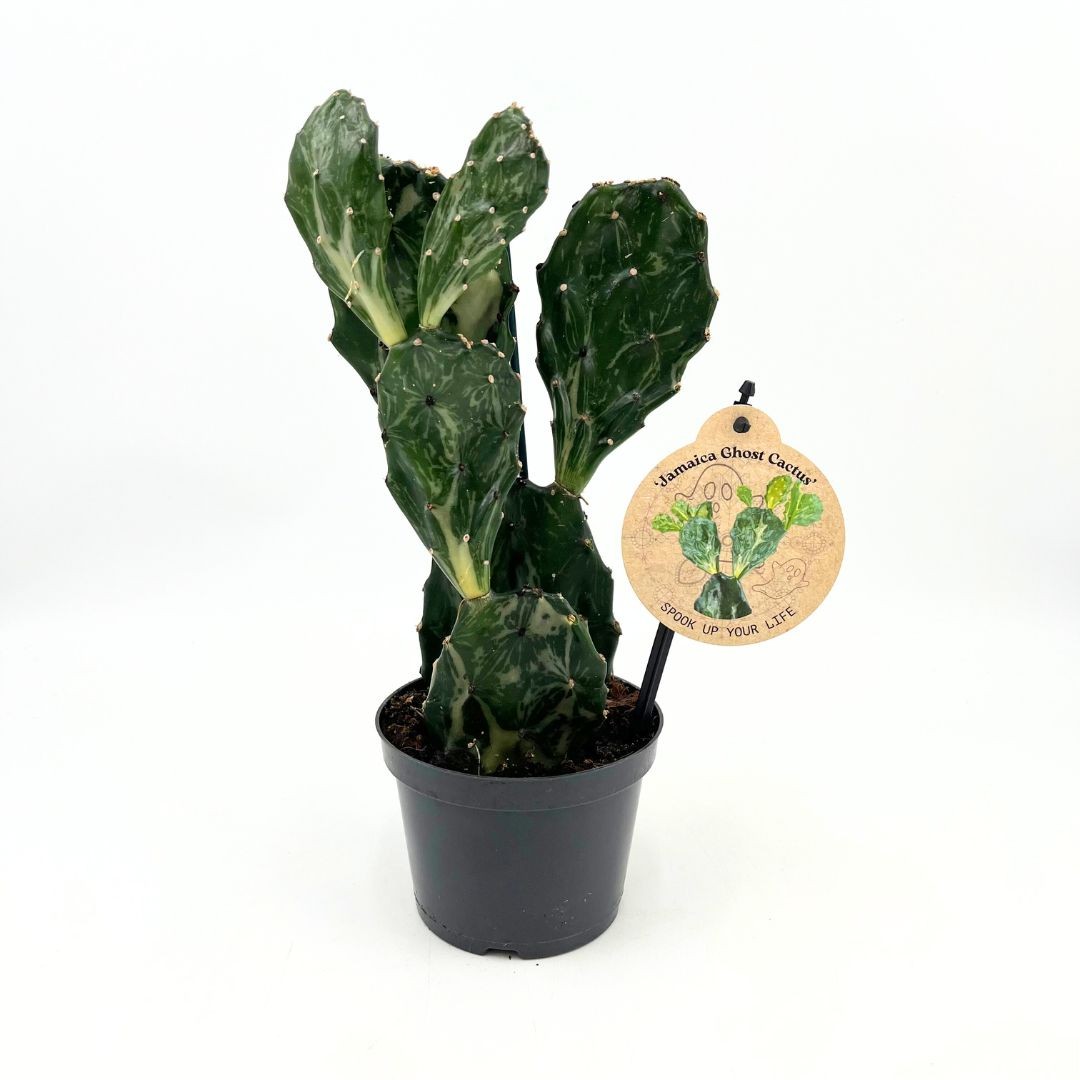 bester standort monstera Monstera Super White main image 1