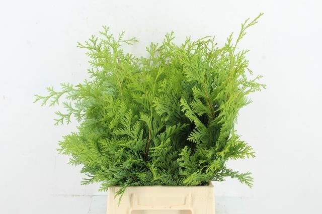 Coniferen Snijgroen 55L.cm