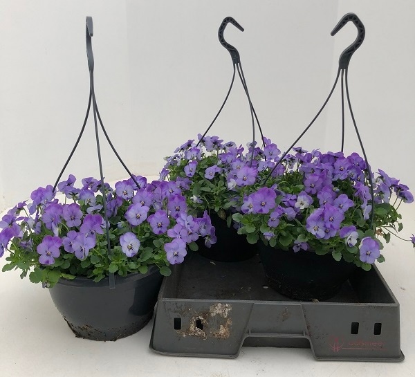 Vio Co End F1 S B Ma 23Ø 40cm