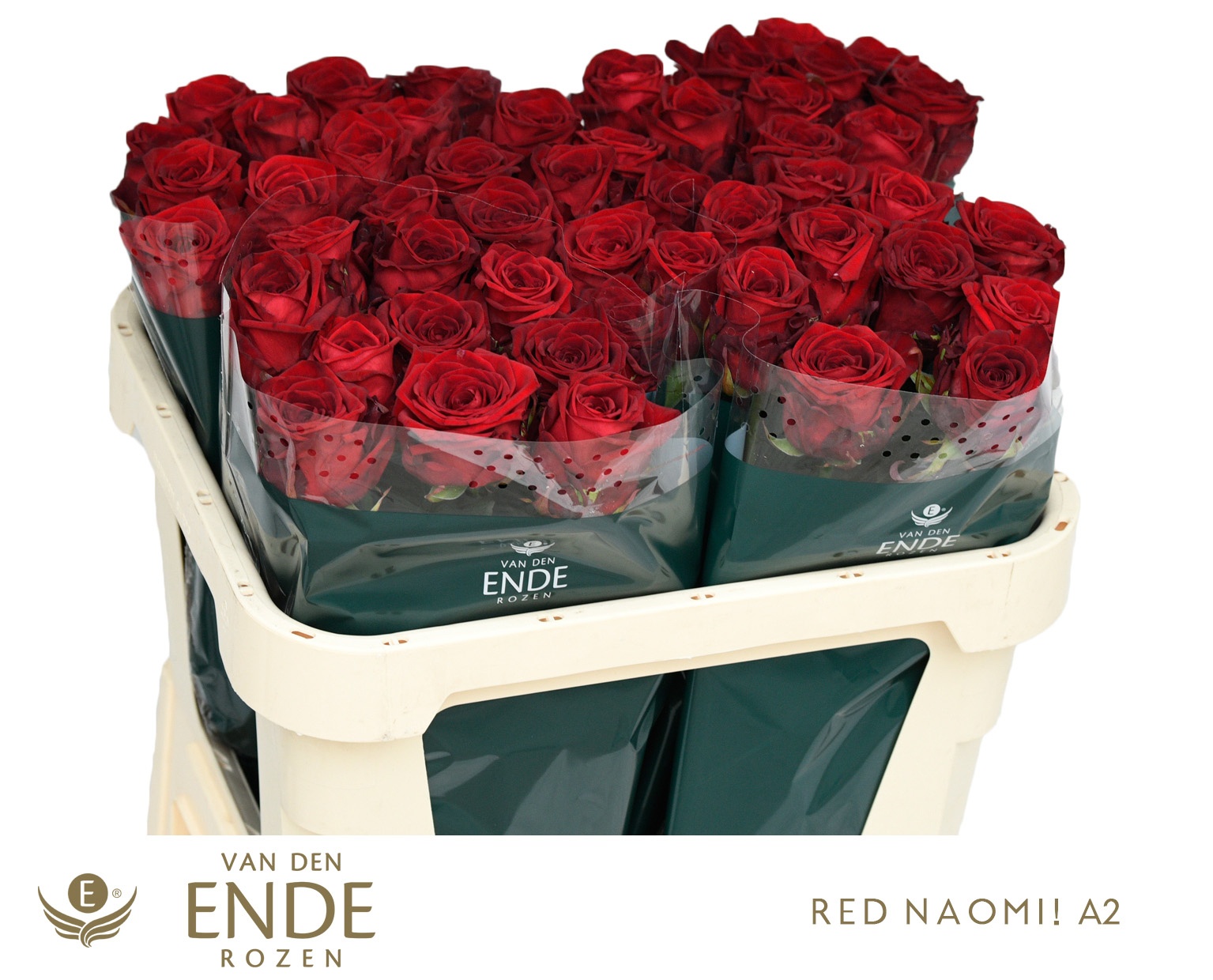 Rosa Red Naomi 70cm
