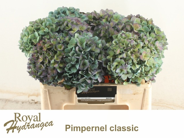Hydrangea Pimpernel Classic 50cm 19Ø