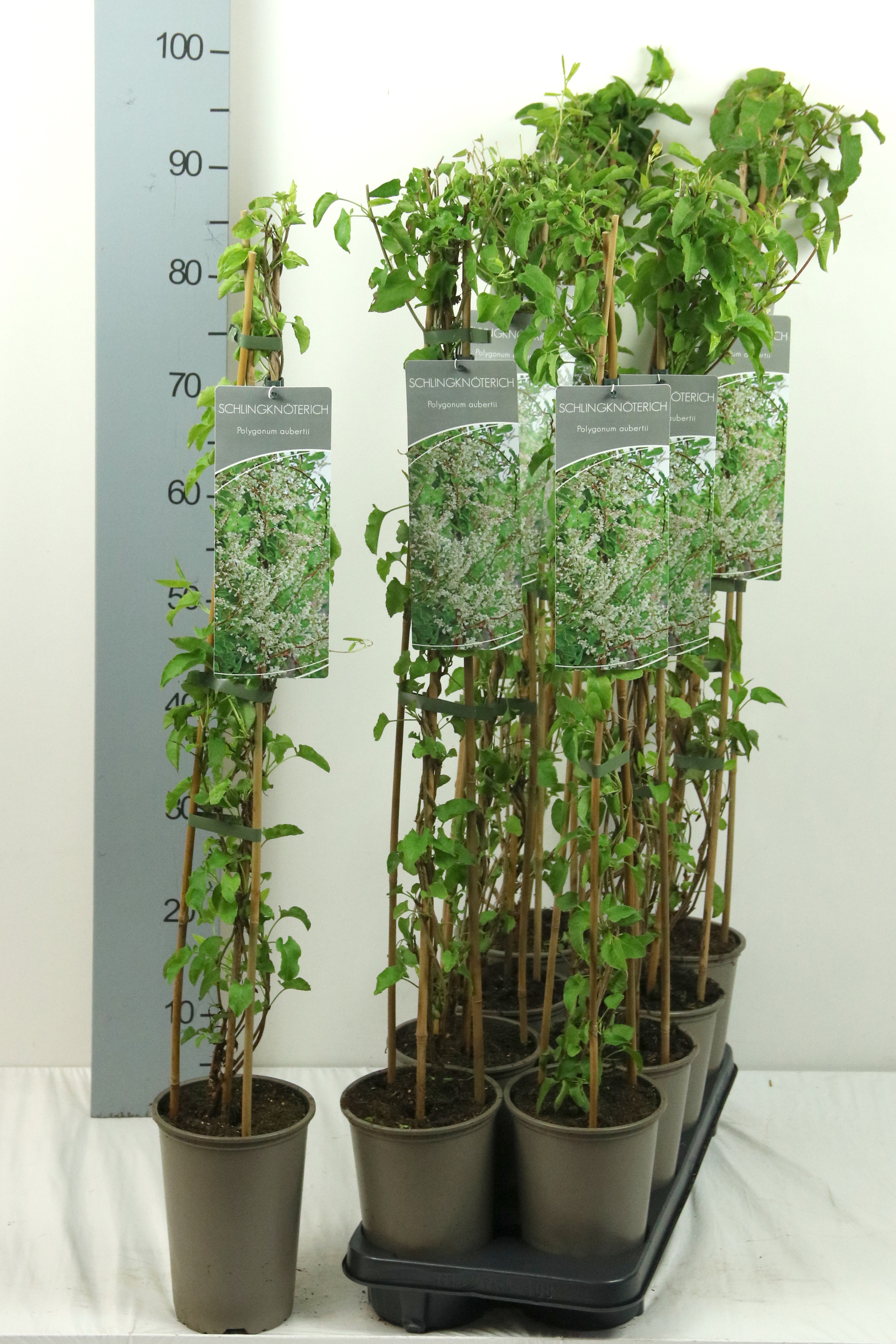 Fallopia baldschuanica