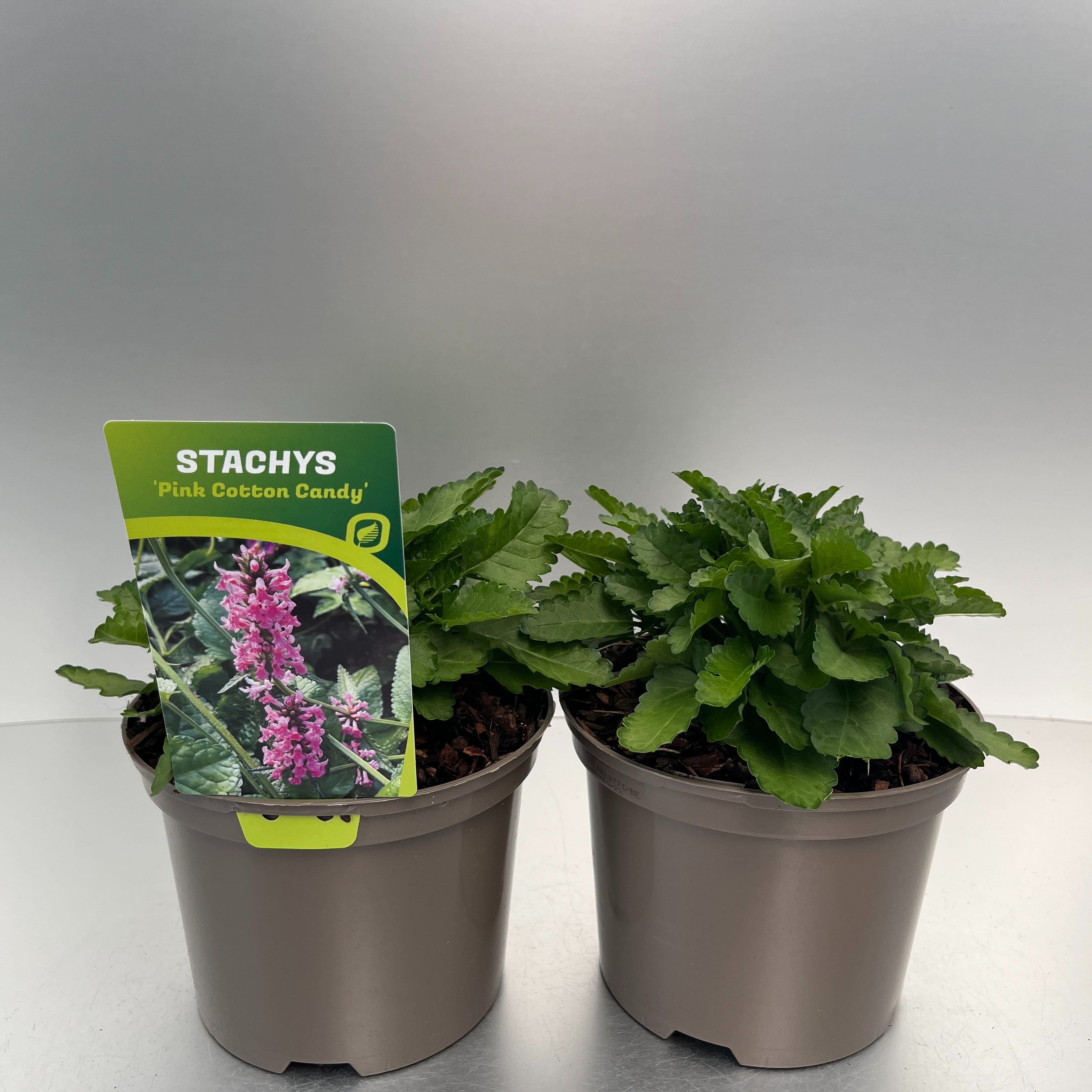 Picture of Stachys Pink Cotton Candy P17 (2 Ltr)