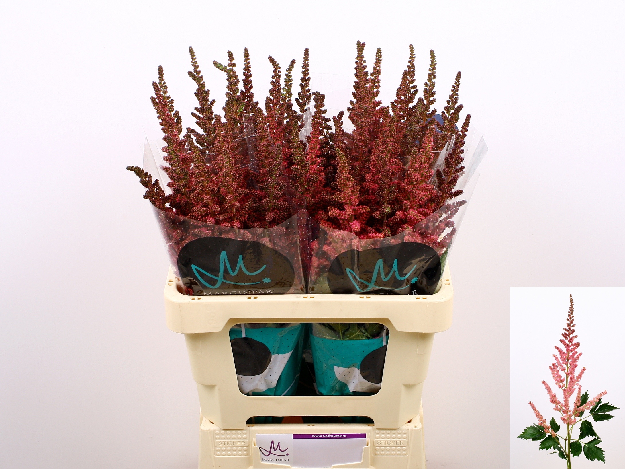 Astilbe Vision Pink 60cm