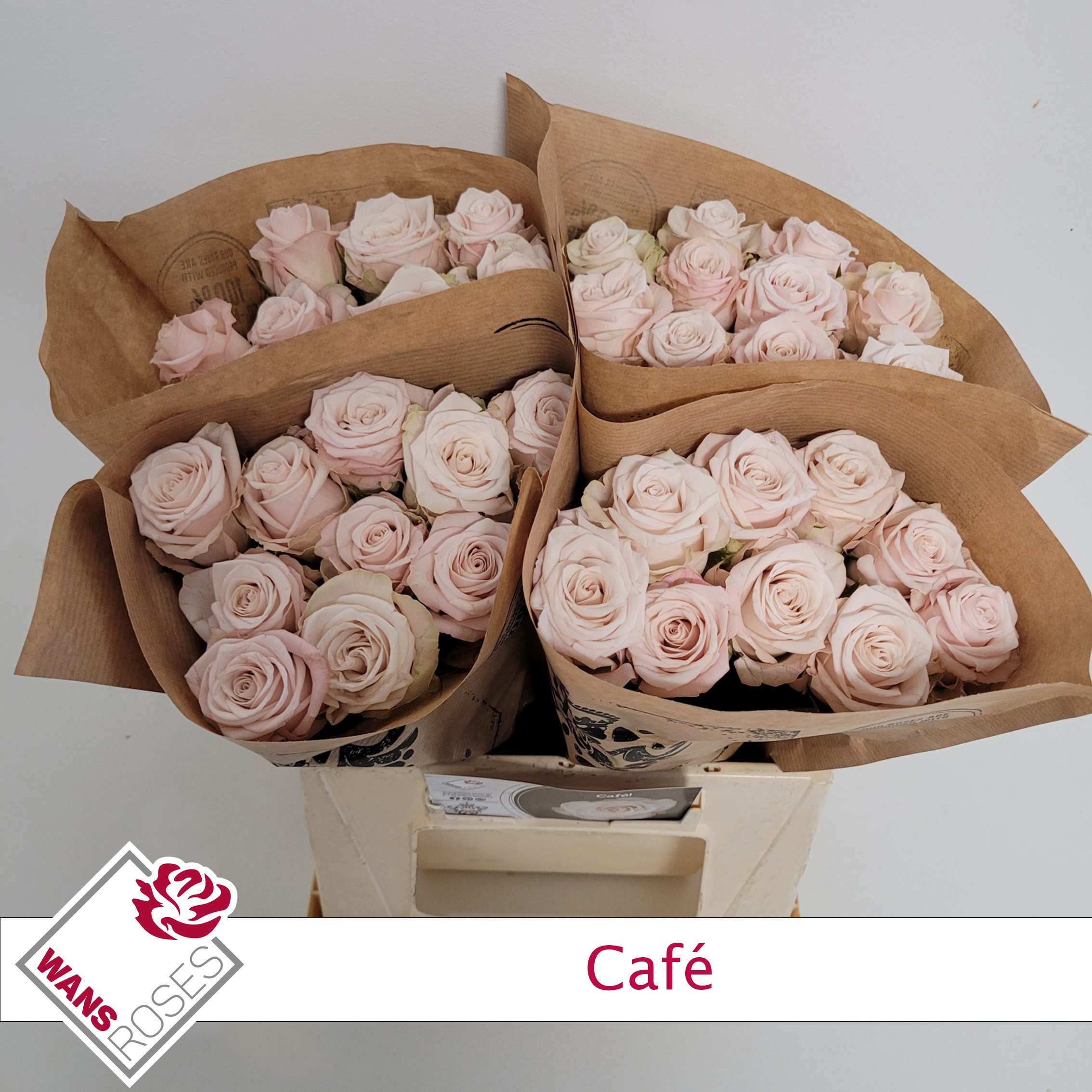 Rosa Garden Cafe! 40cm