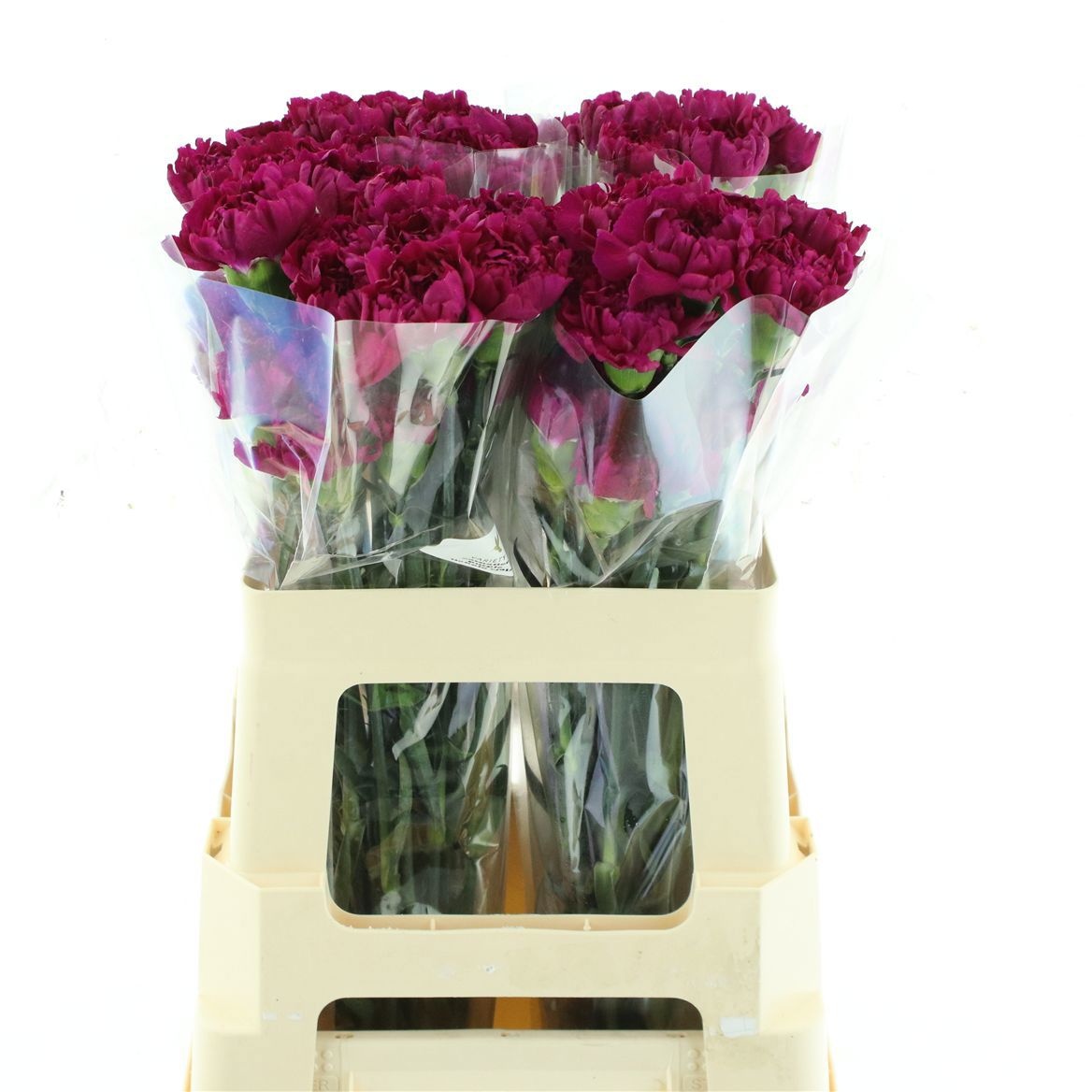 Dianthus St Yukari Violet 50cm