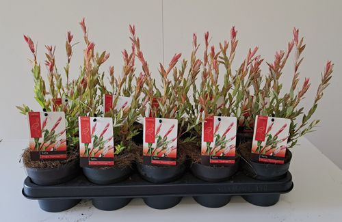Salix integra 'Flamingo' p12 Bkoe