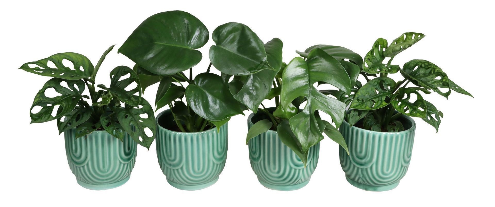Monstera L 67565 with Monstera Mix