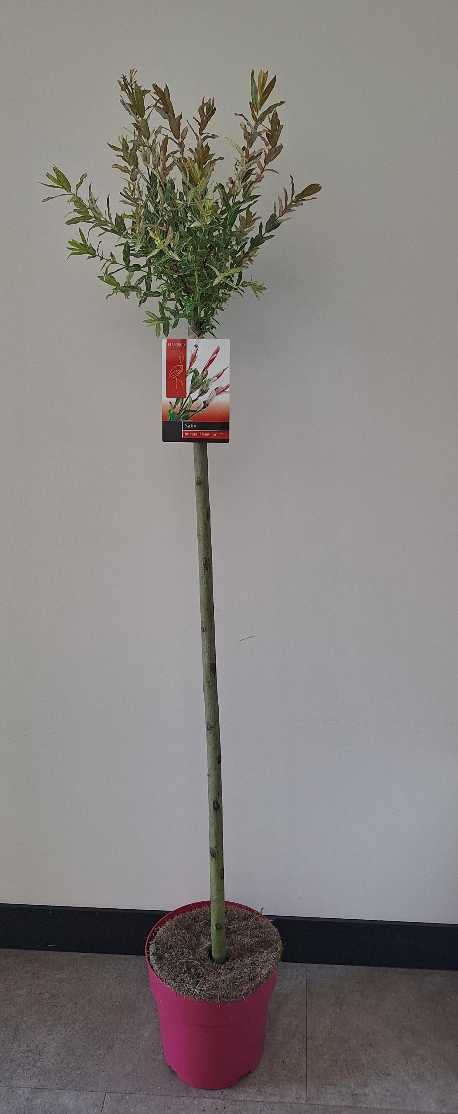 Picture of Salix Flamingo stam 100 Pink pot