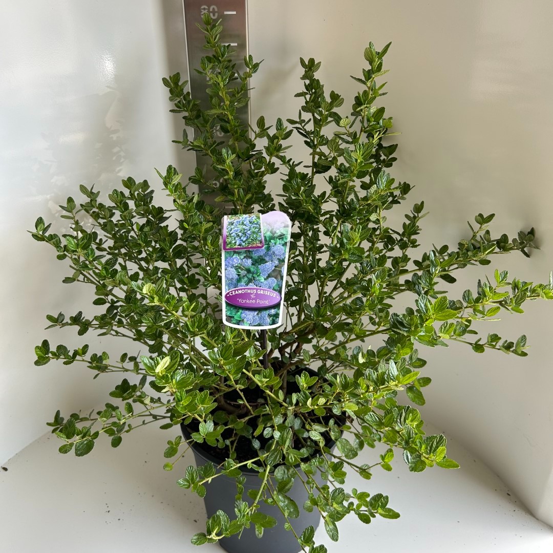 Picture of Ceanothus Yankee Point P29 (10 Ltr) (LOOSE)