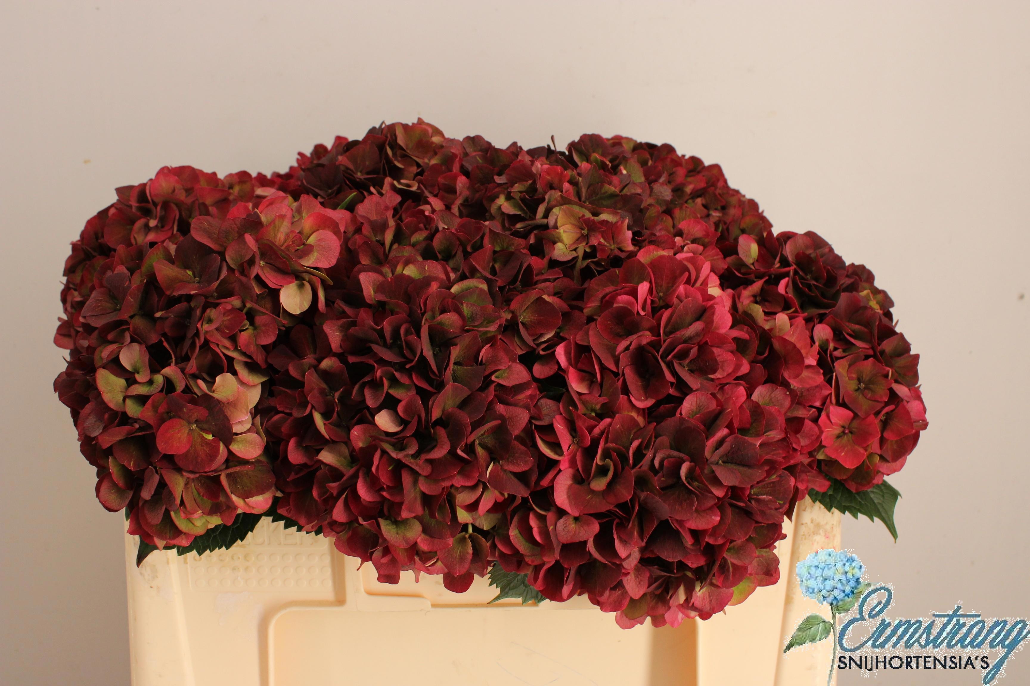 Hydrangea Ruby Pink Classic 50cm 17Ø