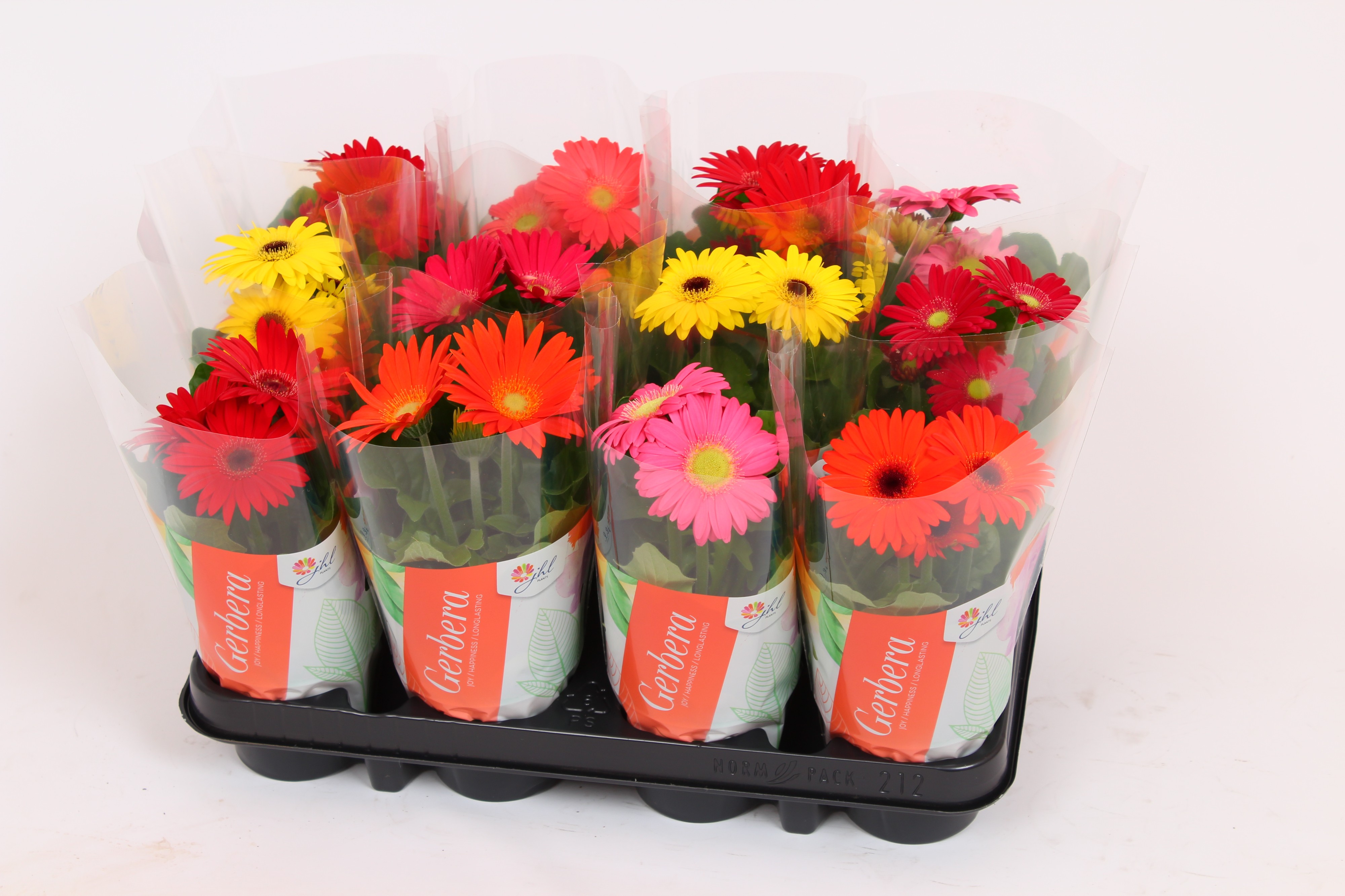 Picture of Gerbera in varieties in sleeve P9 21-27 cm