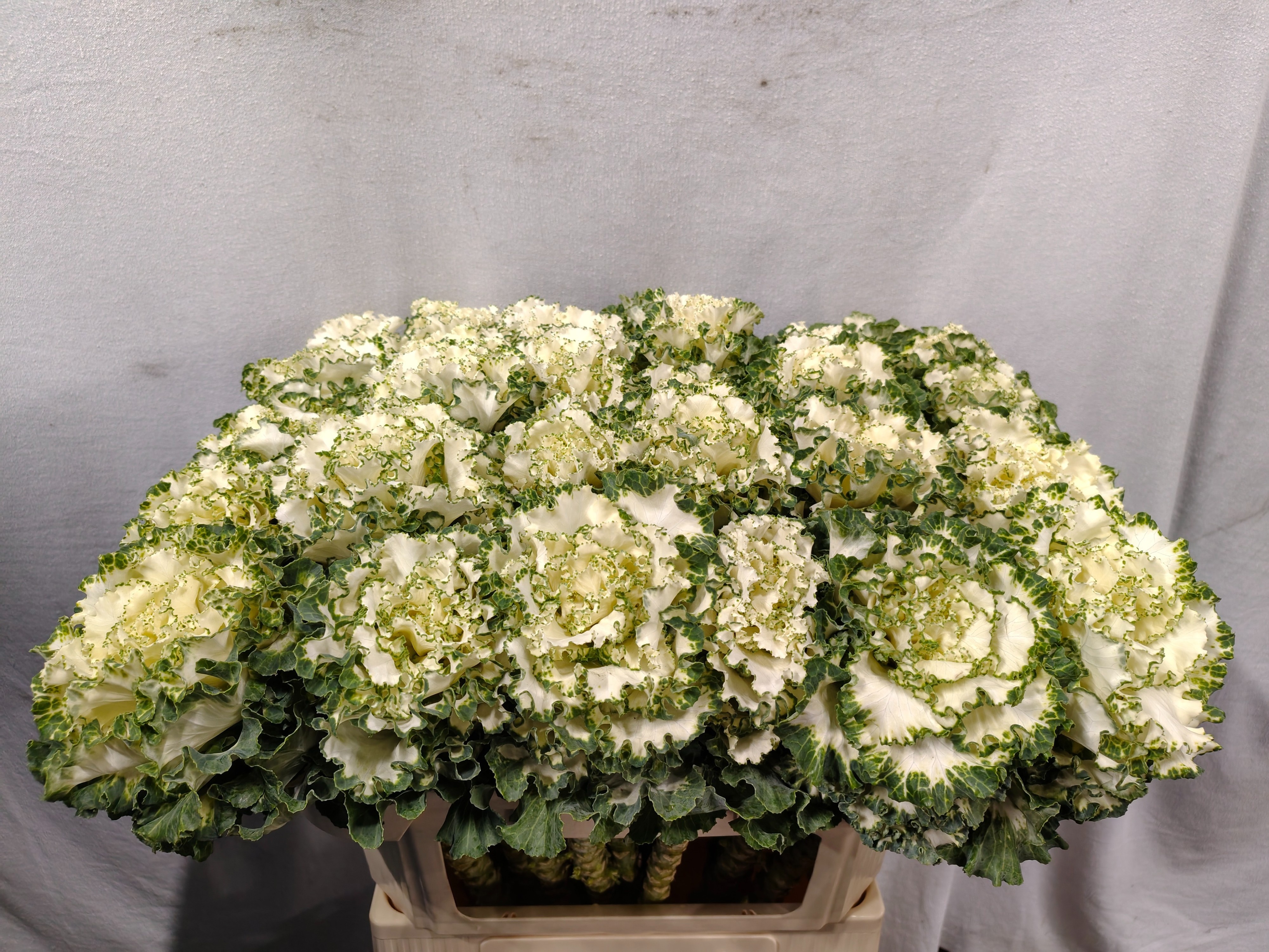 Brassica Crane Ruffle White 70cm