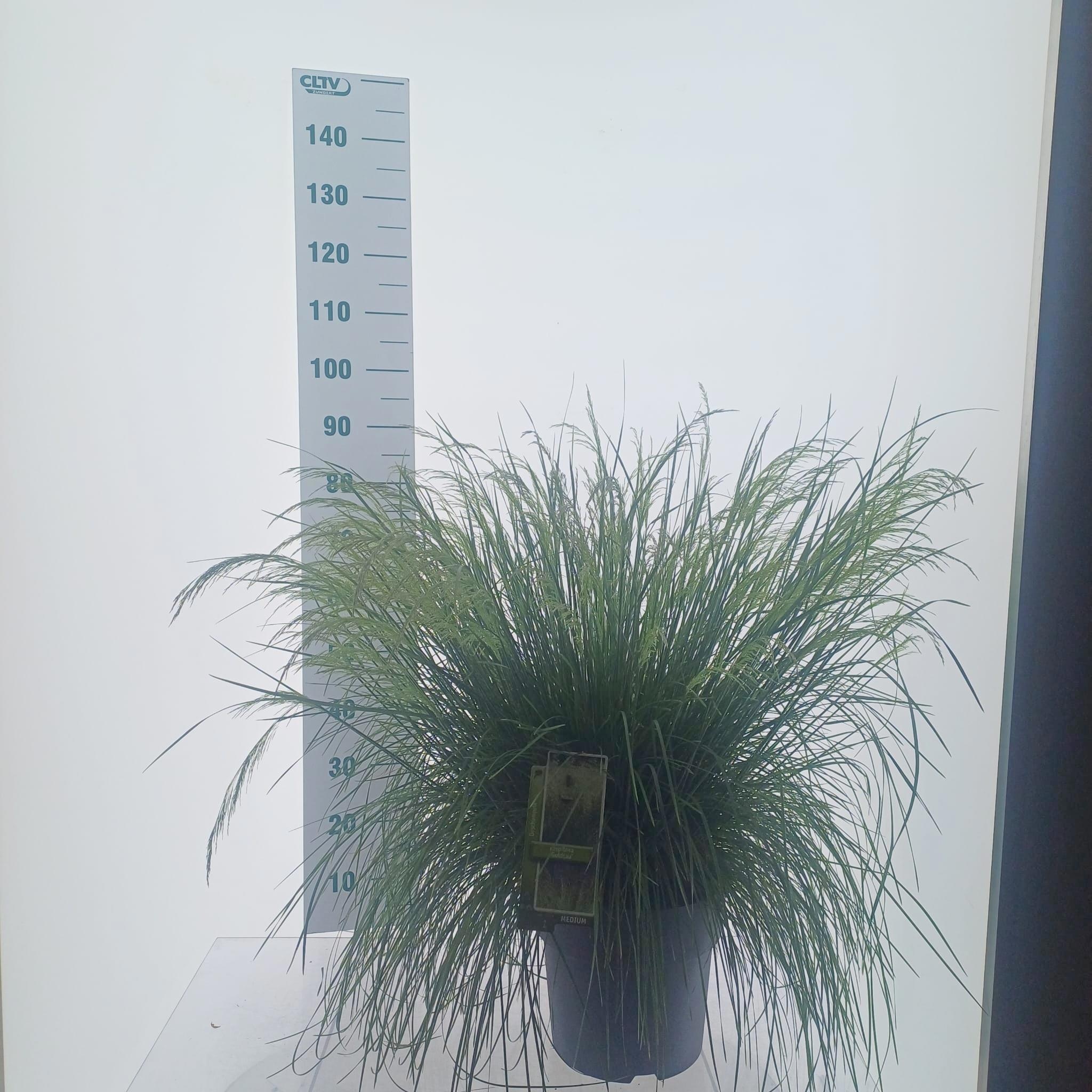 Deschampsia cespitosa 'Goldtau'