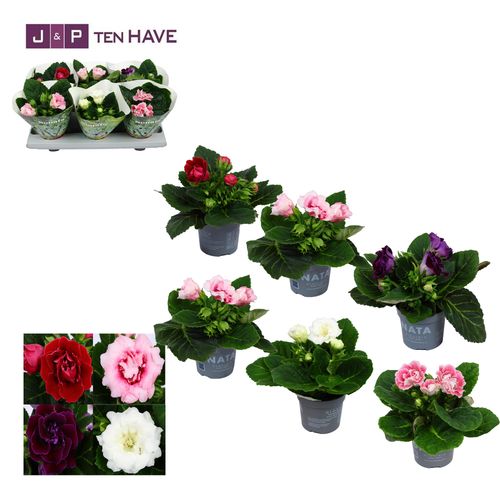 Gloxinia Mix p13 Have