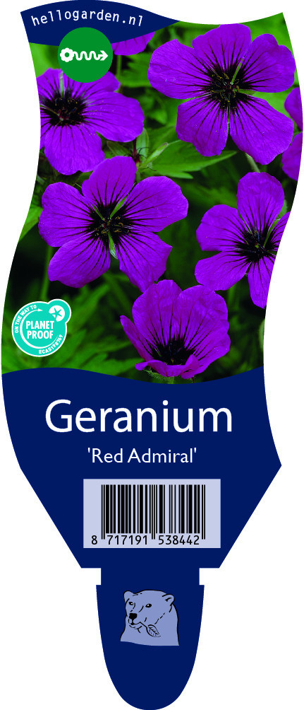 Geranium 'Red Admiral'