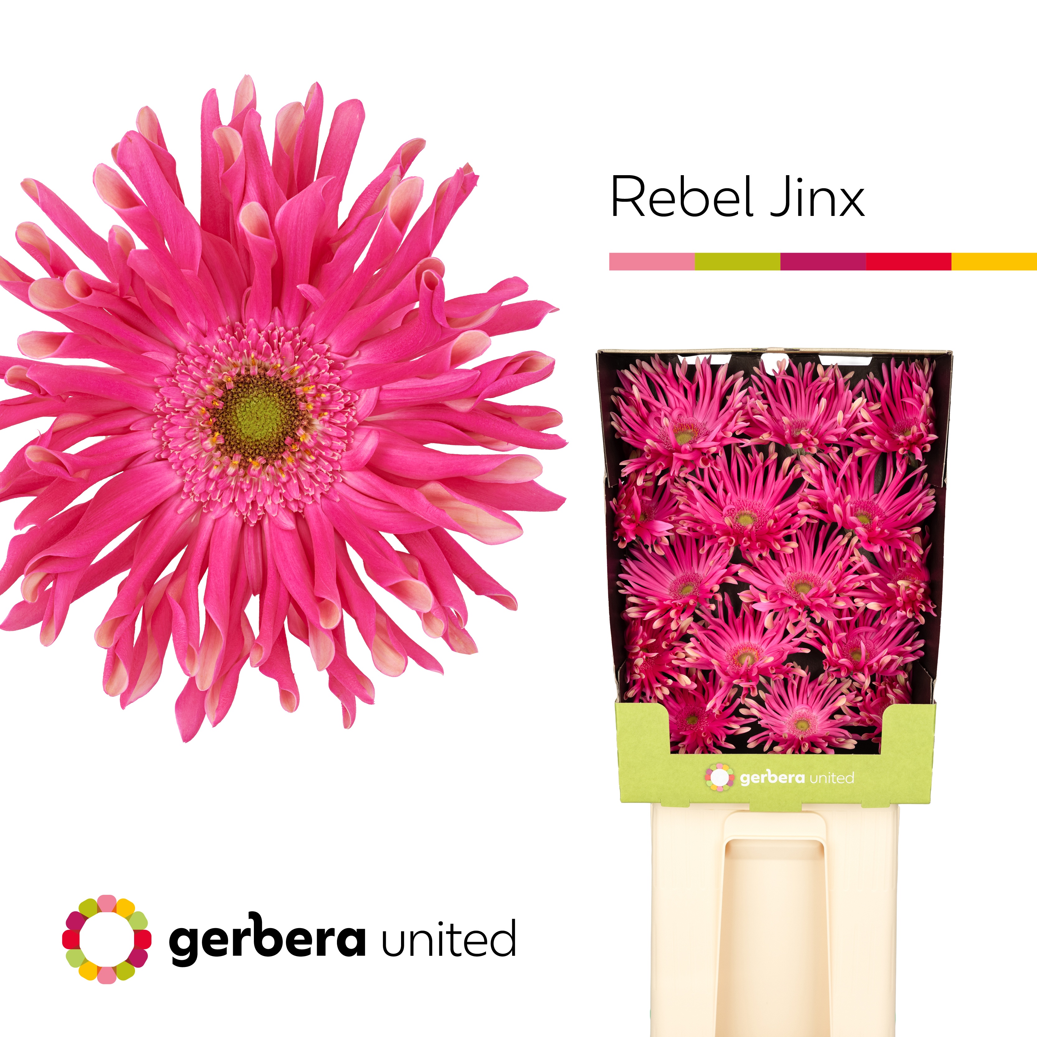 Gerbera Pasta Rebel Jinx Diamond