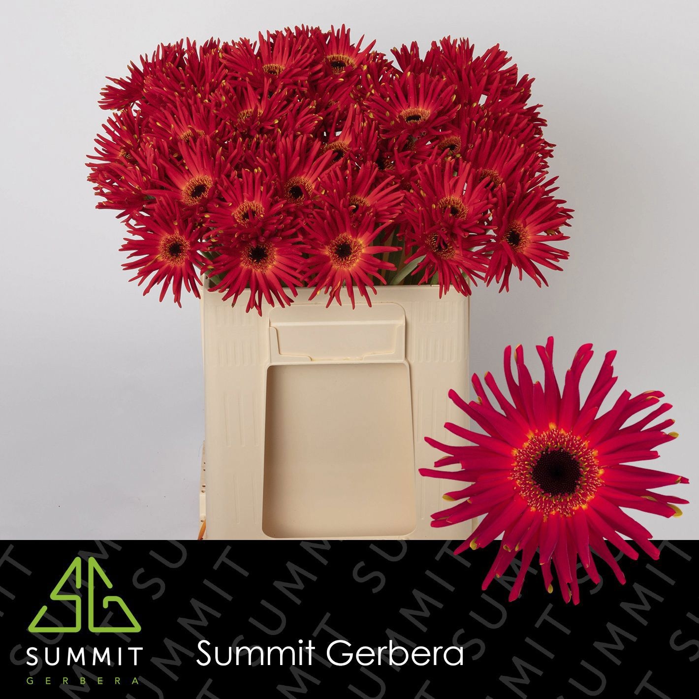 Gerbera Kv Pastini Soiree 50cm 10Ø