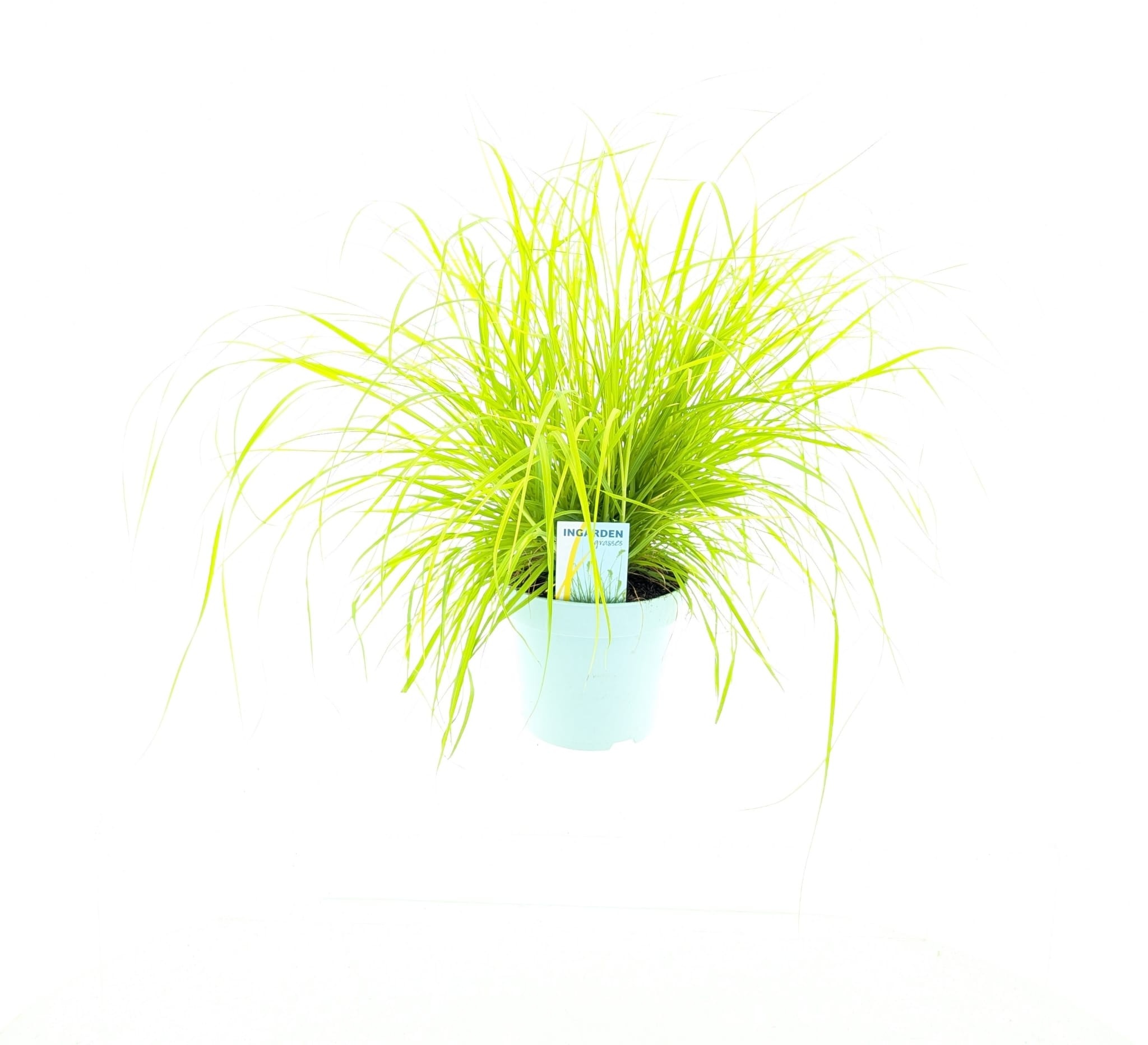 Picture of Pennisetum alopecuroides 'Hameln Gold'