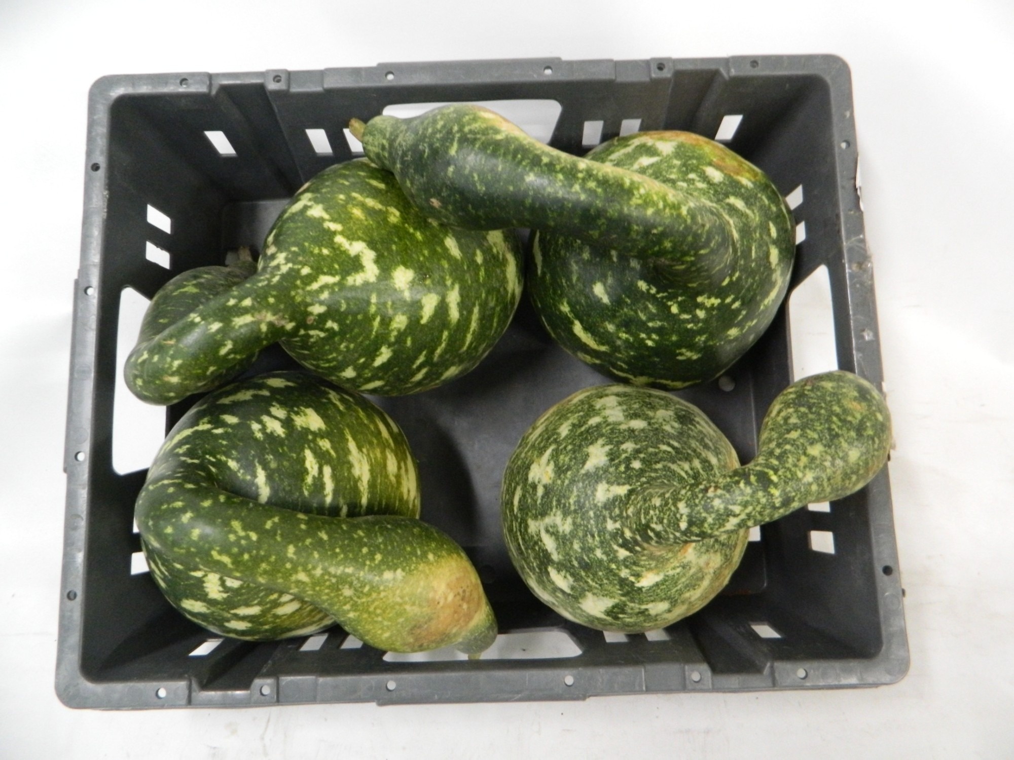 Cucurbita (kalebas)