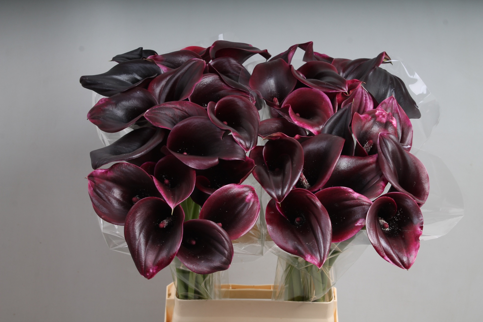 Calla Cantor 70cm