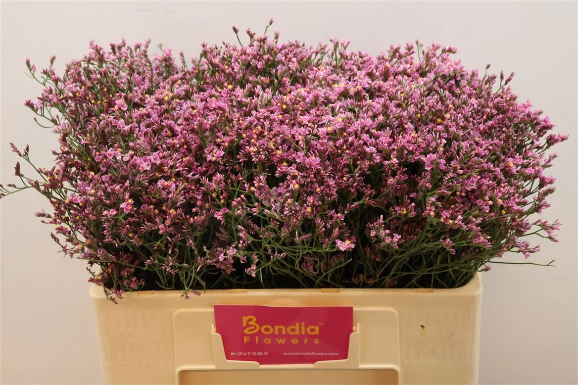 Limonium Sin Tiffany Diamond 50cm 10gram