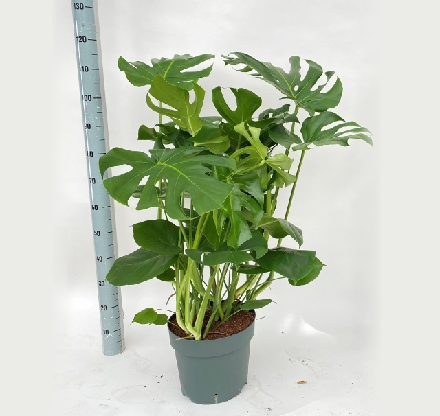 Monstera Deliciosa 30P 110H 6stek