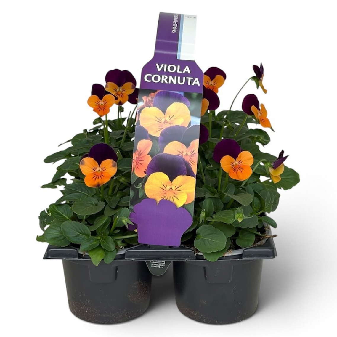 Viola Sixpack Viola Cornuta Orange Violet-Wing