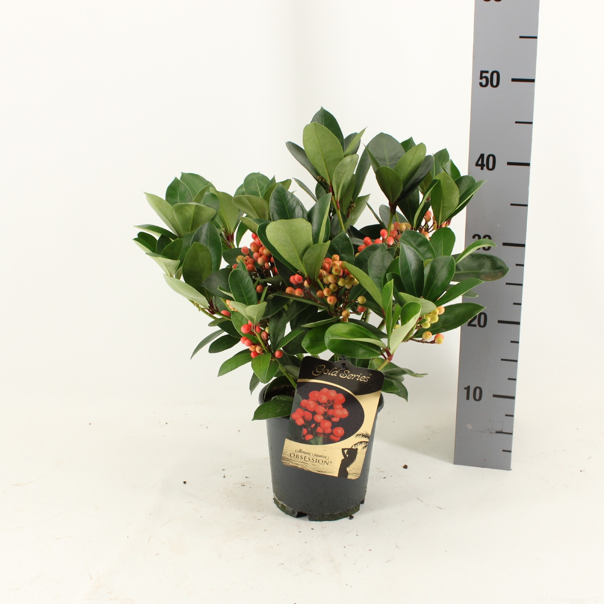 Picture of Skimmia japonica OBSESSION ® met bes en bloem P15