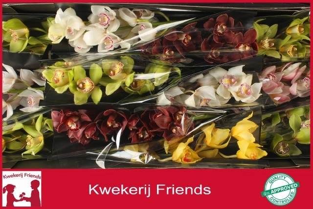 Cymbidium Asst 6bl