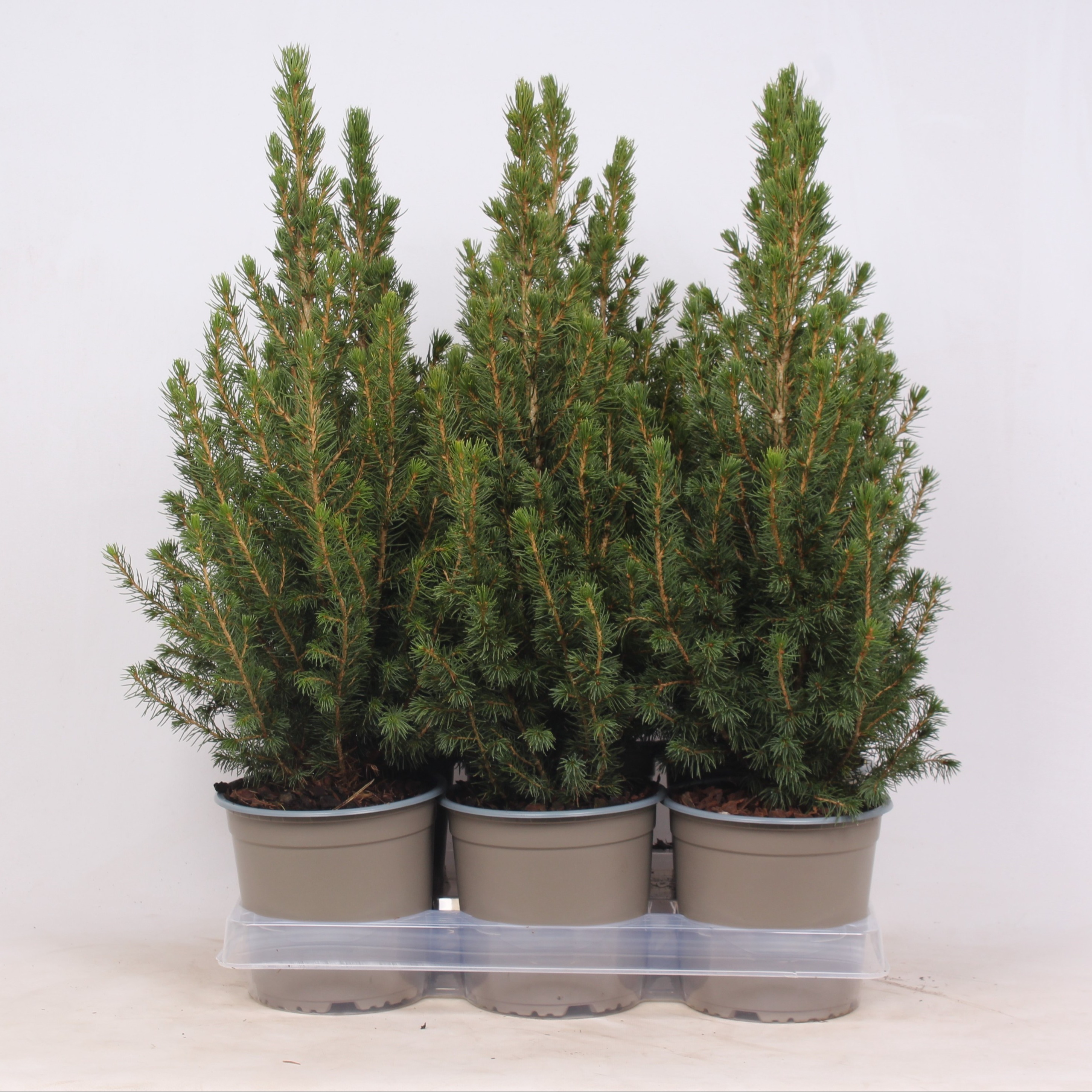 Picture of Picea glauca Conica P15