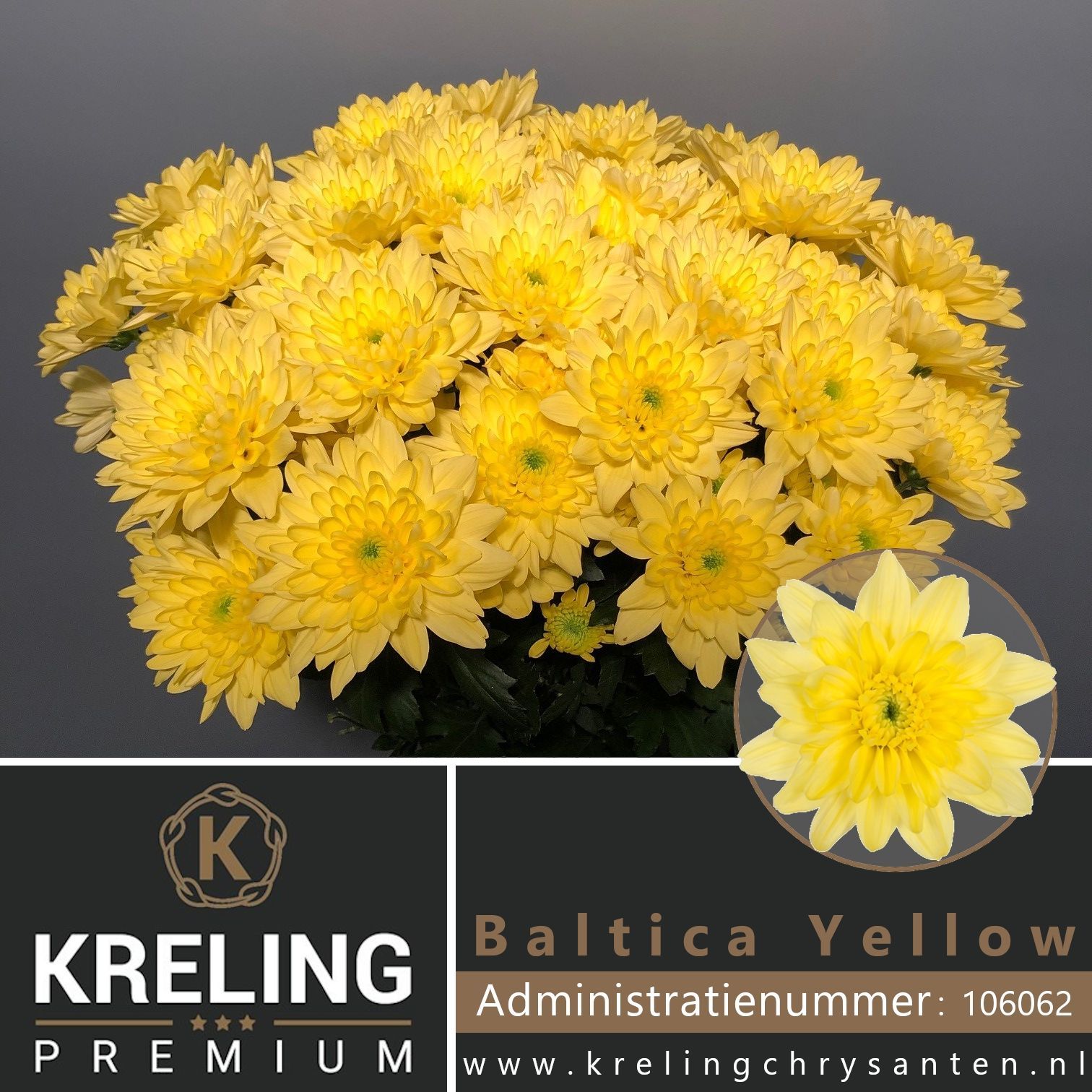 Chrys Spray Baltica Yellow 80gram