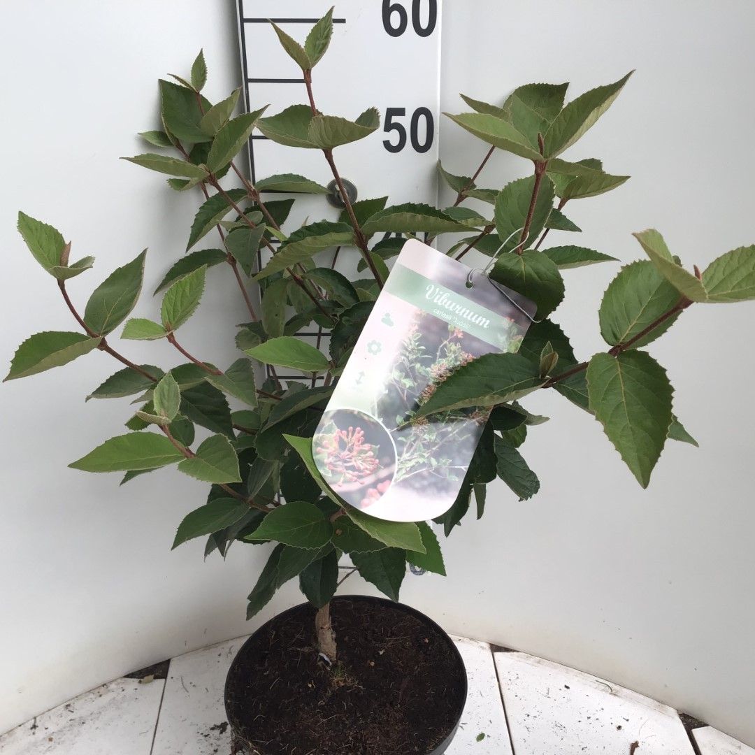 Viburnum carlesii 'Juddii'