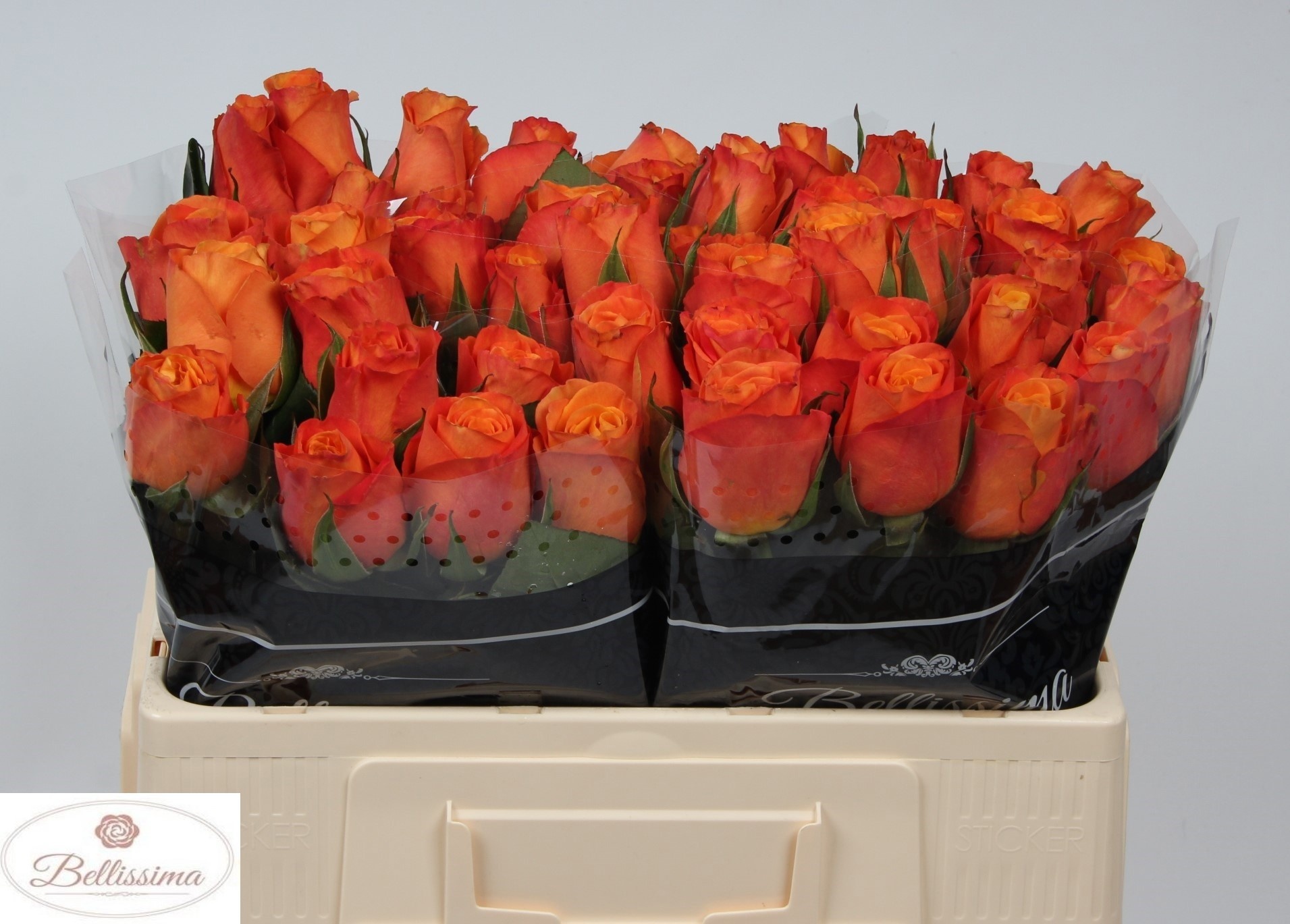Rosa Confidential 50cm