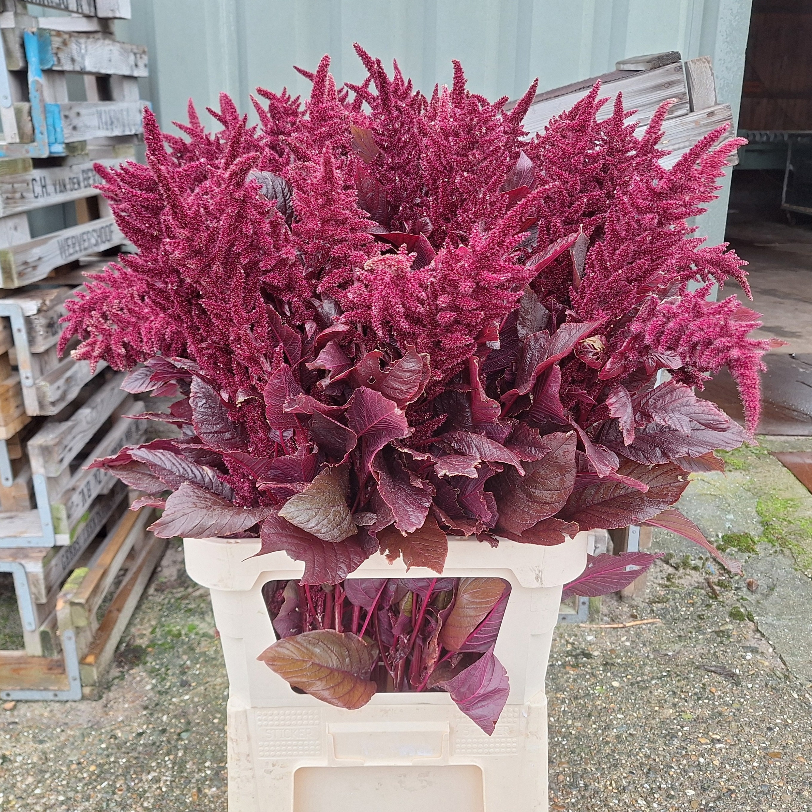Amaranthus Upright Gruen Velvet 100cm