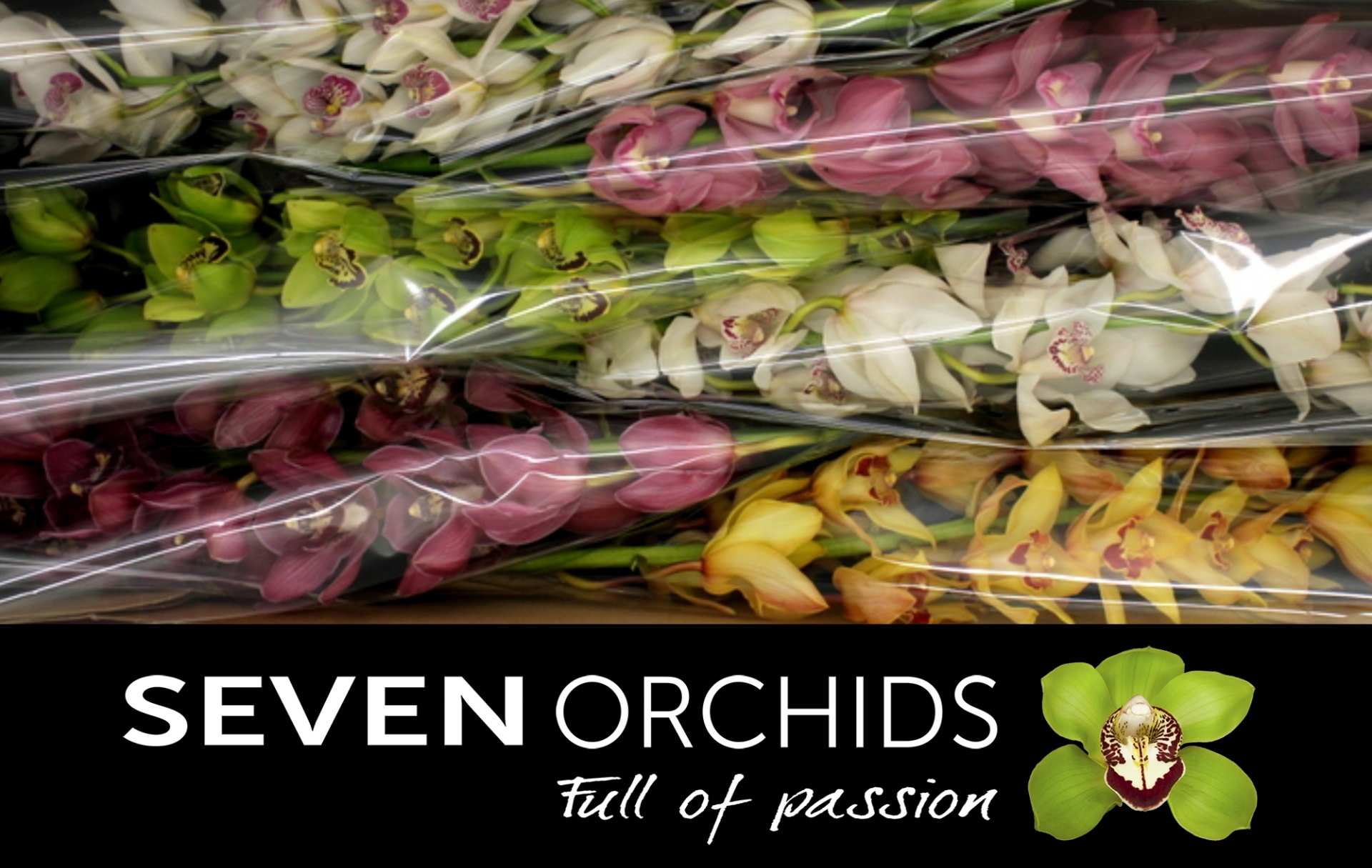 Cymbidium Asst 13bl