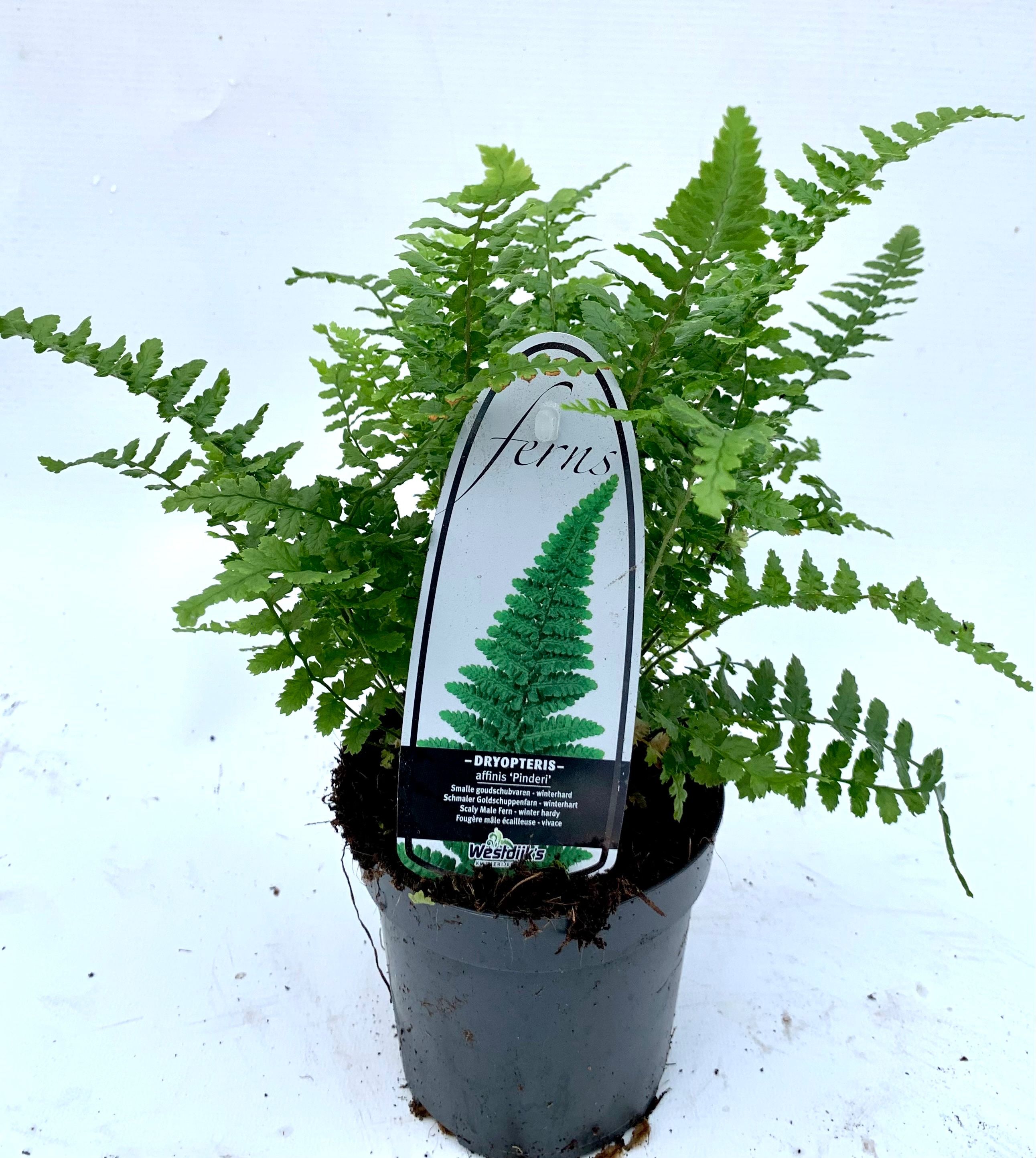 Dryopteris affinis 'Pinderi'