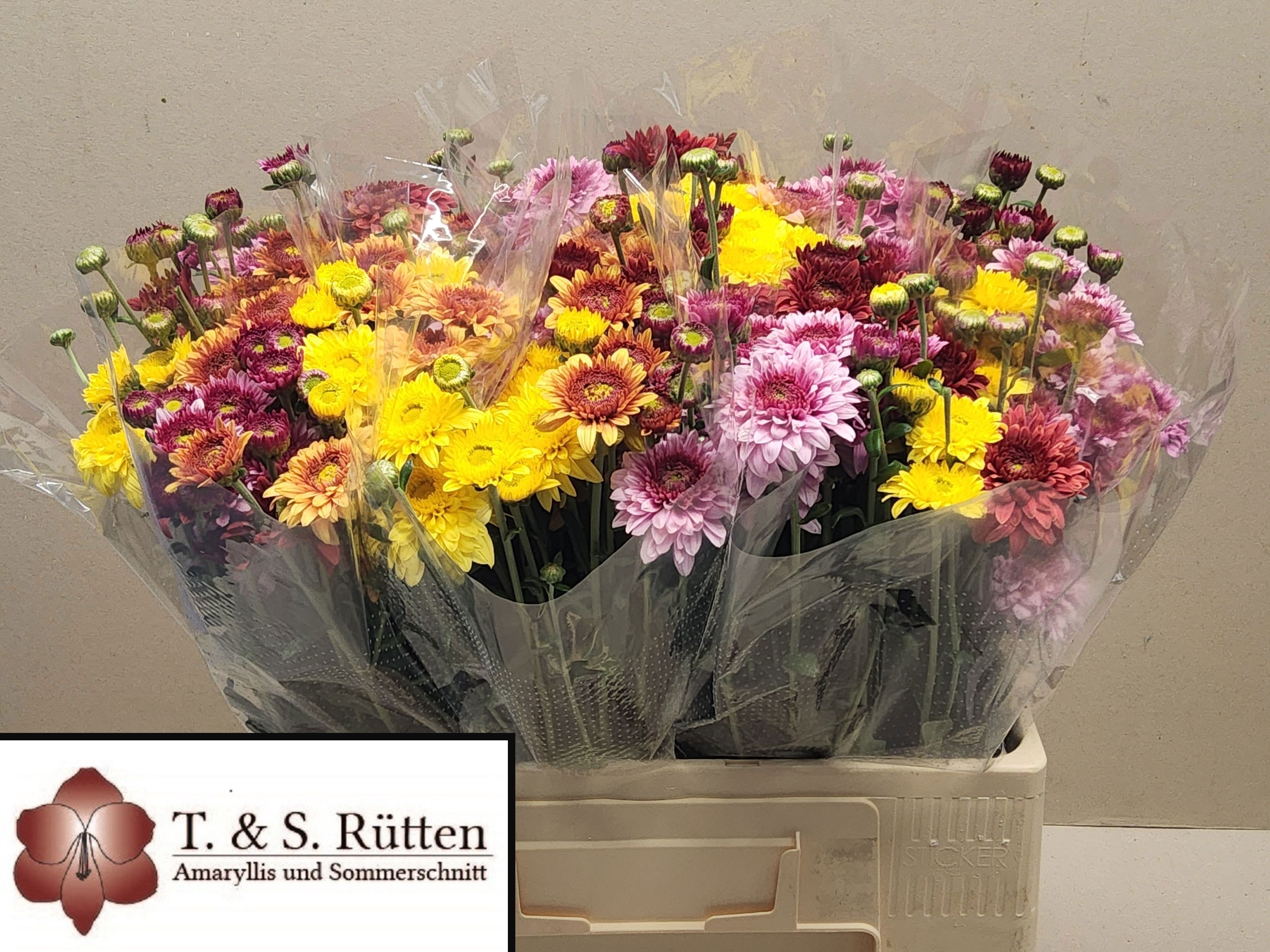 Chrysant Tbs Mixed 275gram