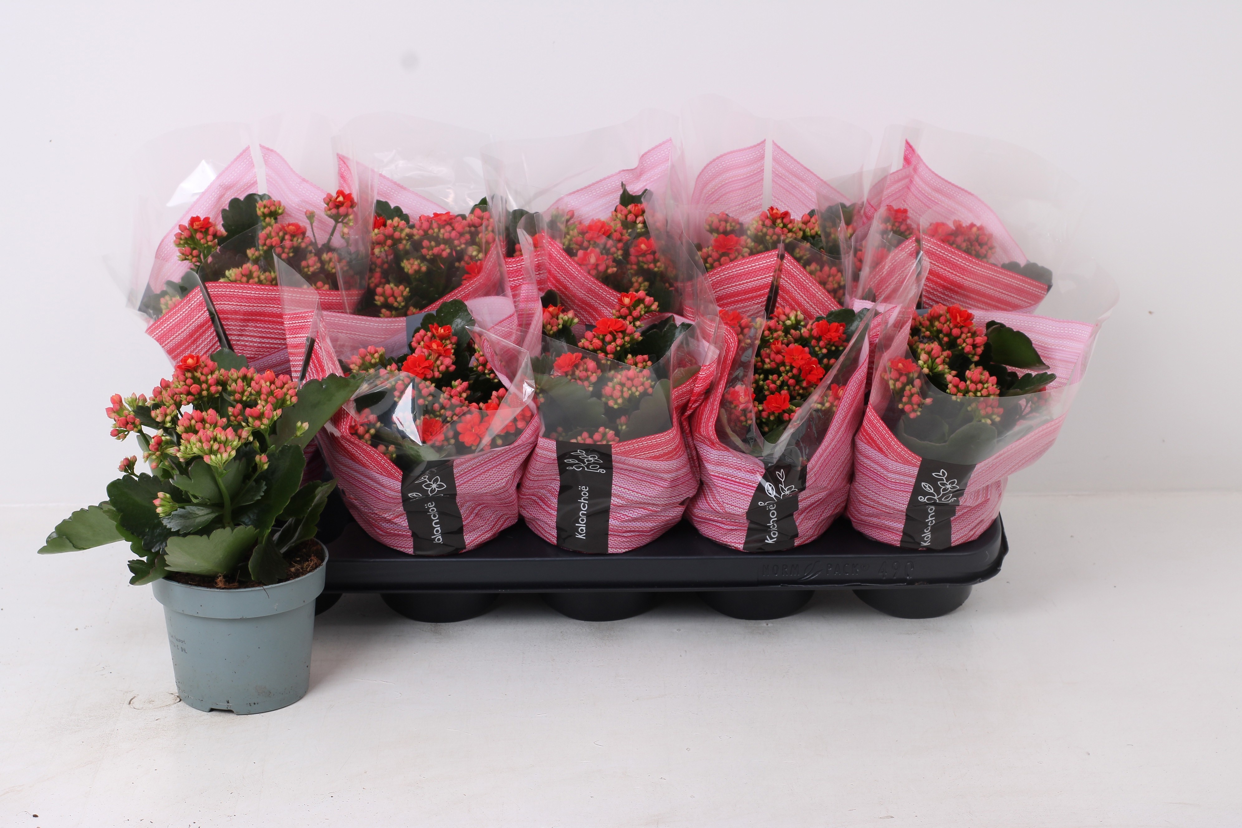 Kalan B Ge Perf Red 12Ø 22cm